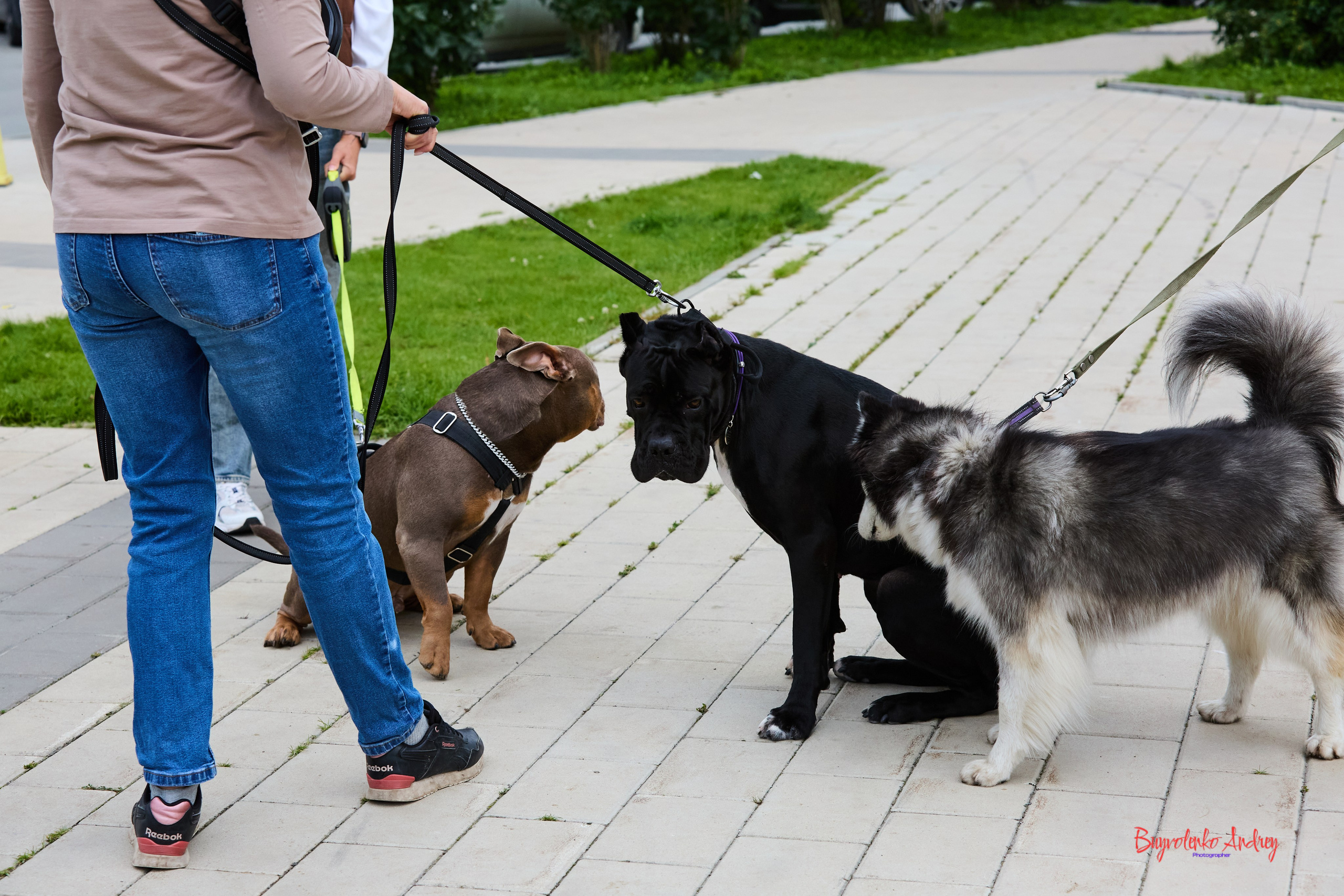 Проект фотопрогулка с хвостиком. Buyvolenko Andrey