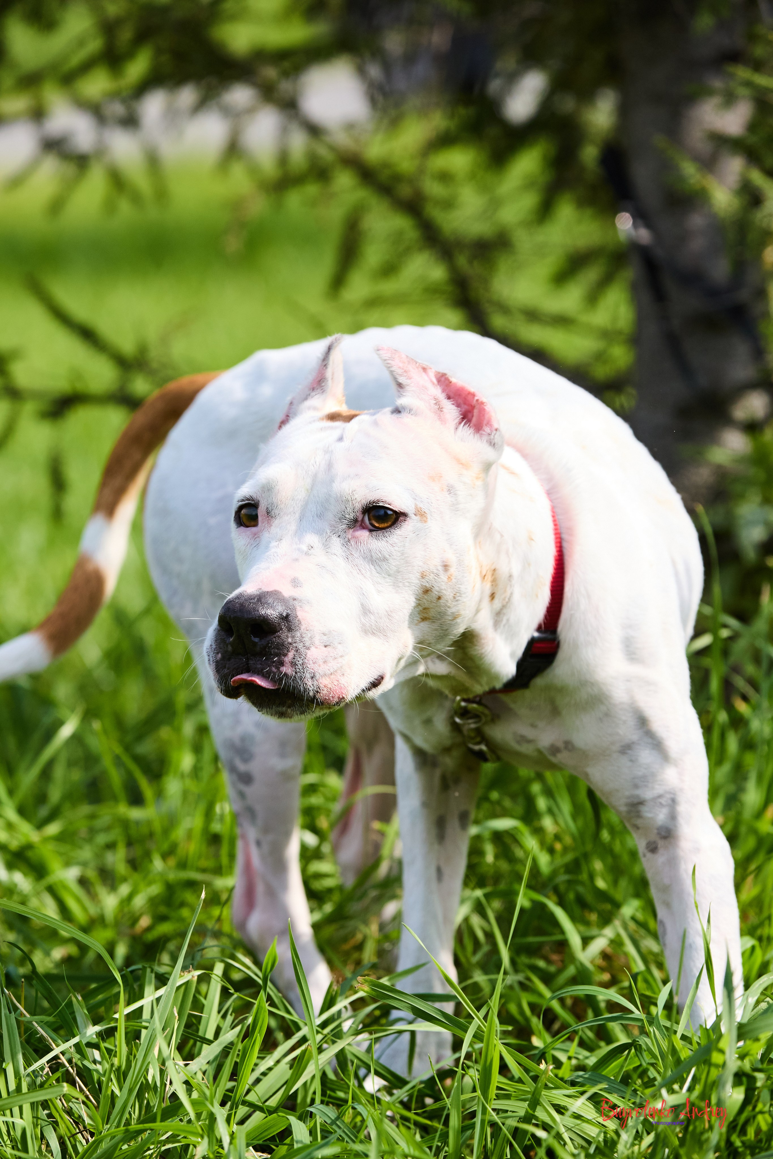 Проект фотопрогулка с хвостиком. Buyvolenko Andrey