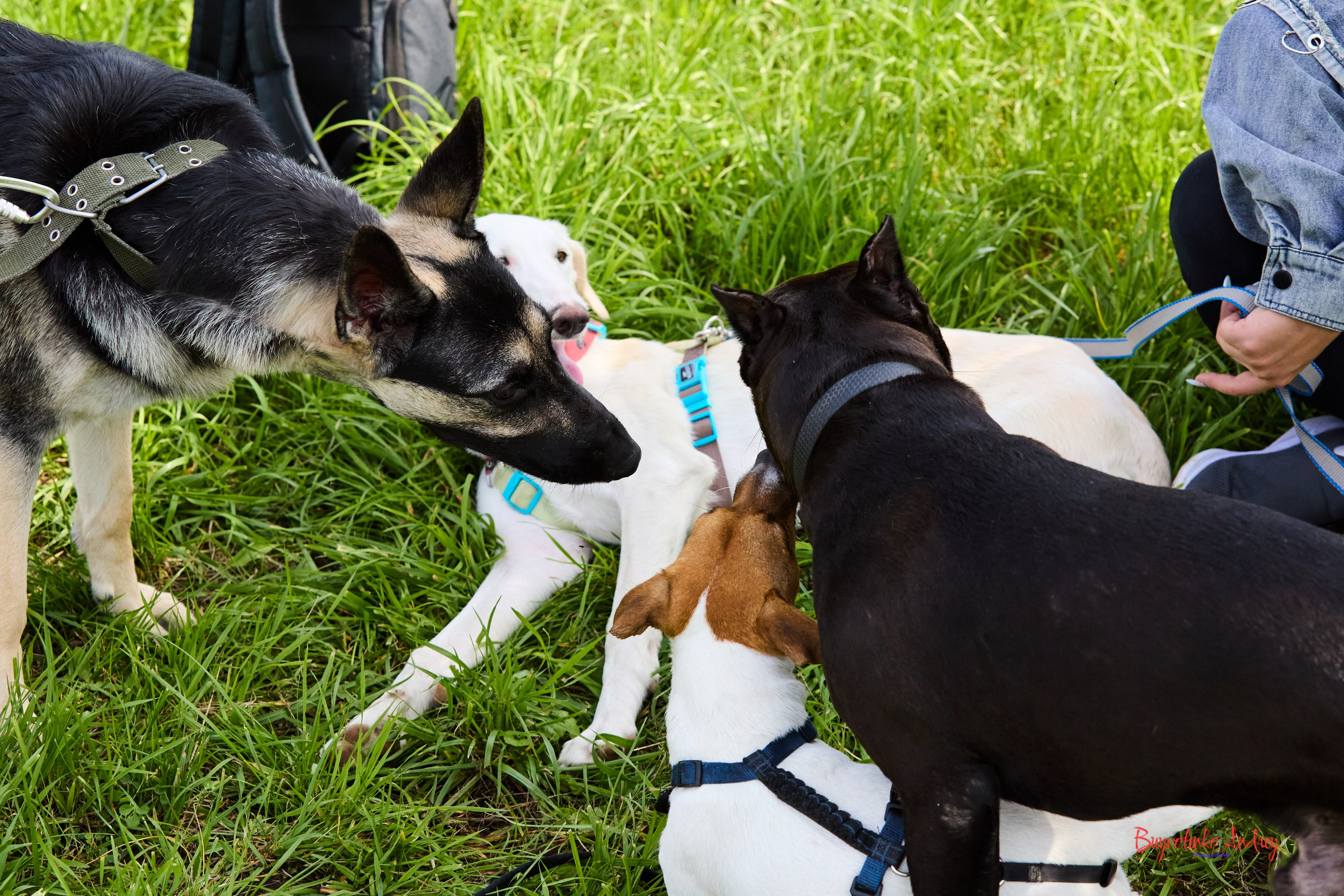 Проект фотопрогулка с хвостиком. Buyvolenko Andrey