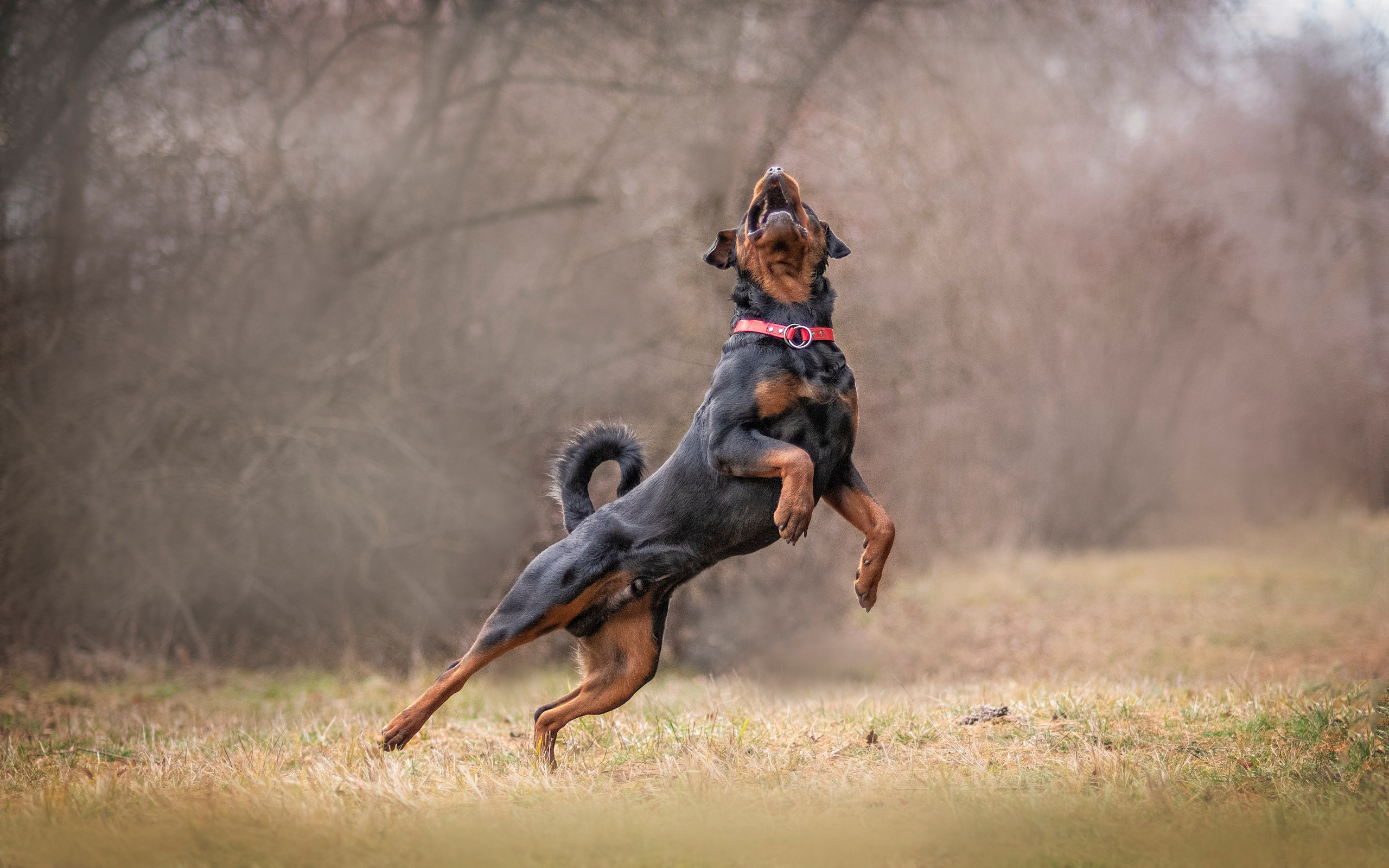 Кайрос. Фотограф анималист Ставрополь Яна Кудлай