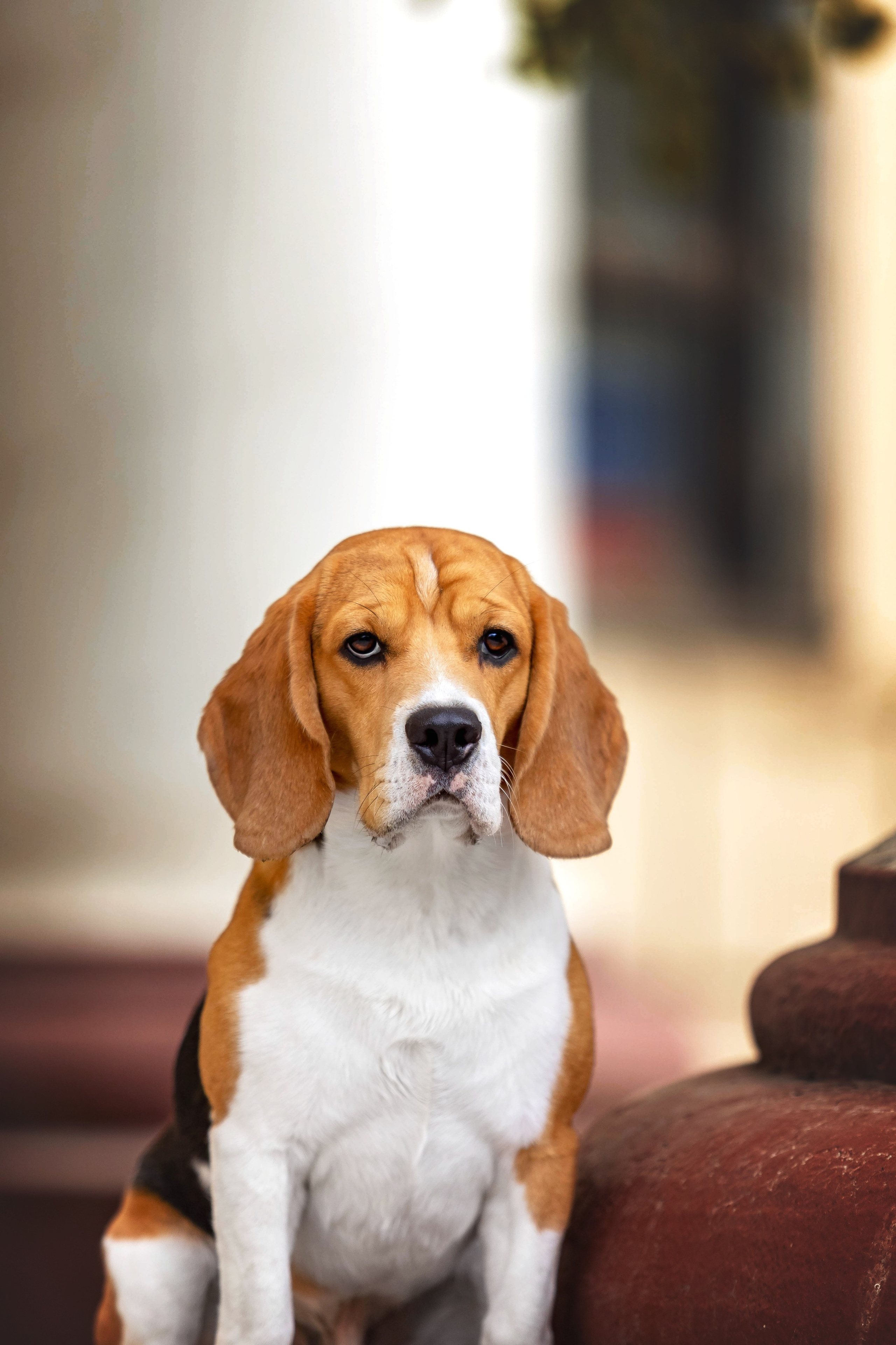 Бигль Роман. Https://moshkovaphoto.ru/