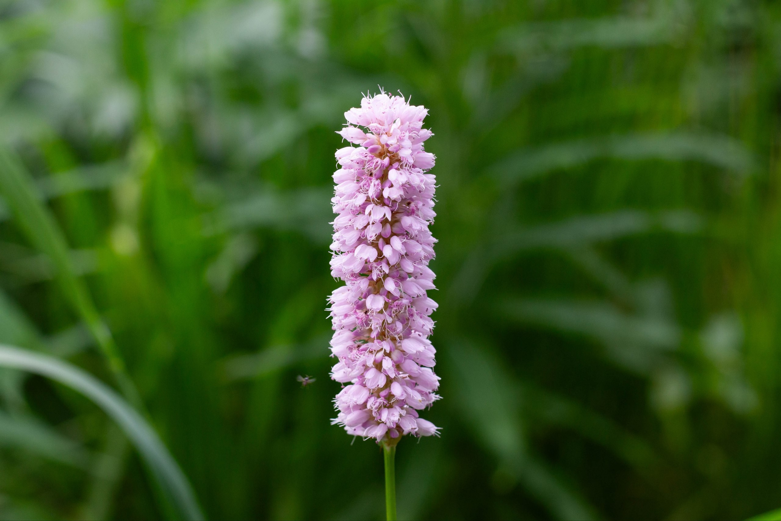 Разное. Mintonov's Film Studio