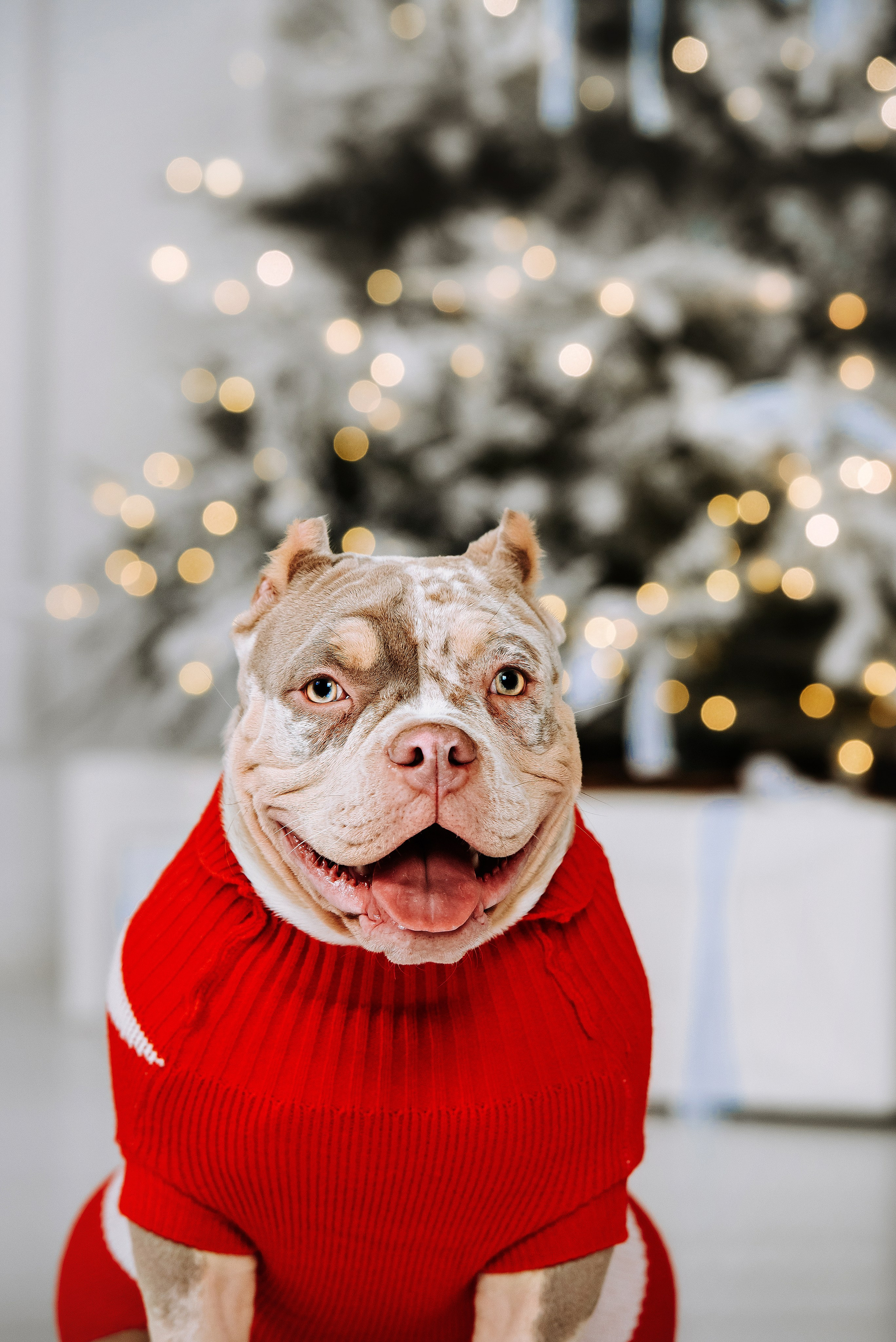 Семейная съёмка с питомцами в фотостудии. Фотограф Диана Оленина Красноярск / Братск