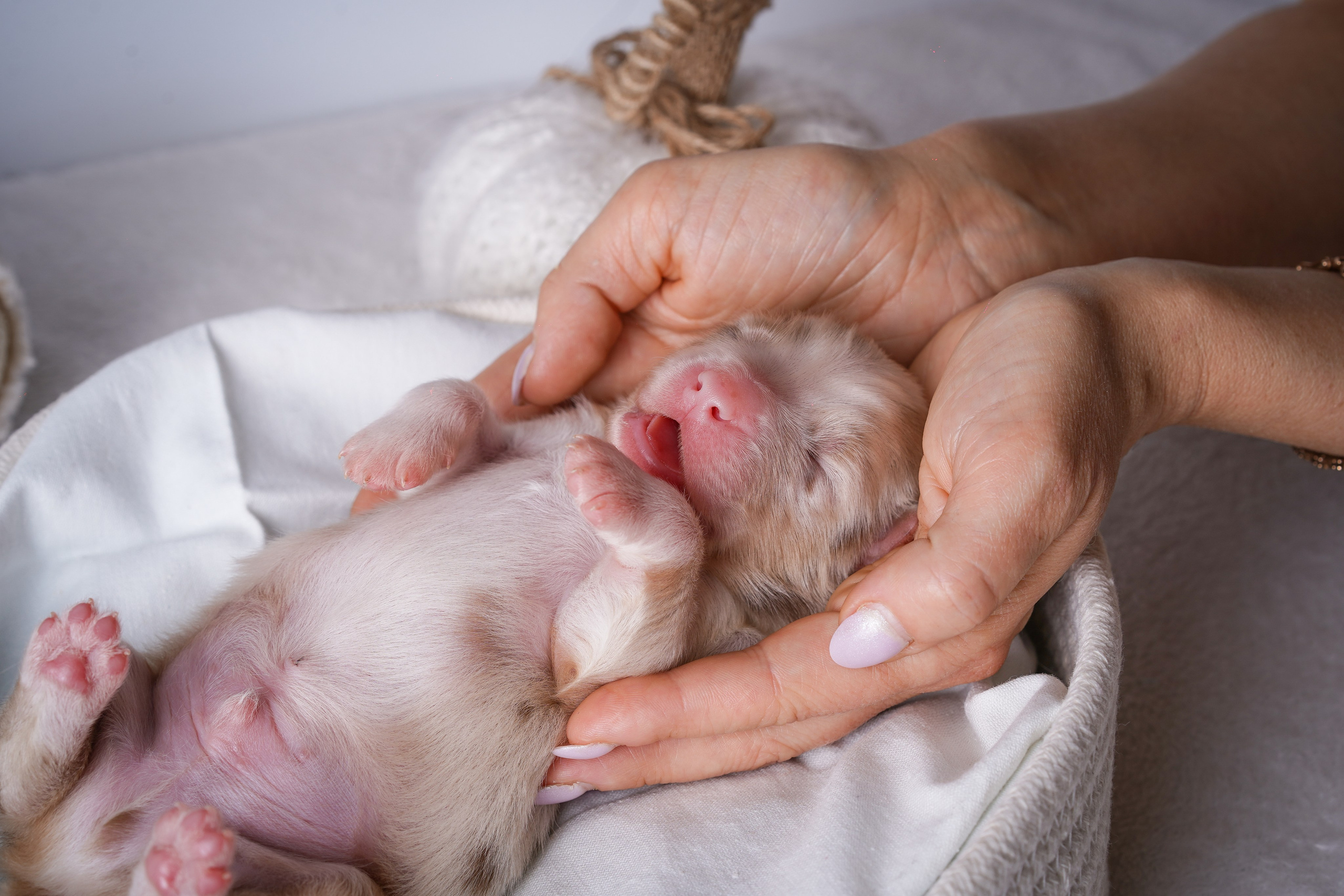 Щенули аусси. Фотограф-анималист в Санкт-Петербурге Яна Мартынова