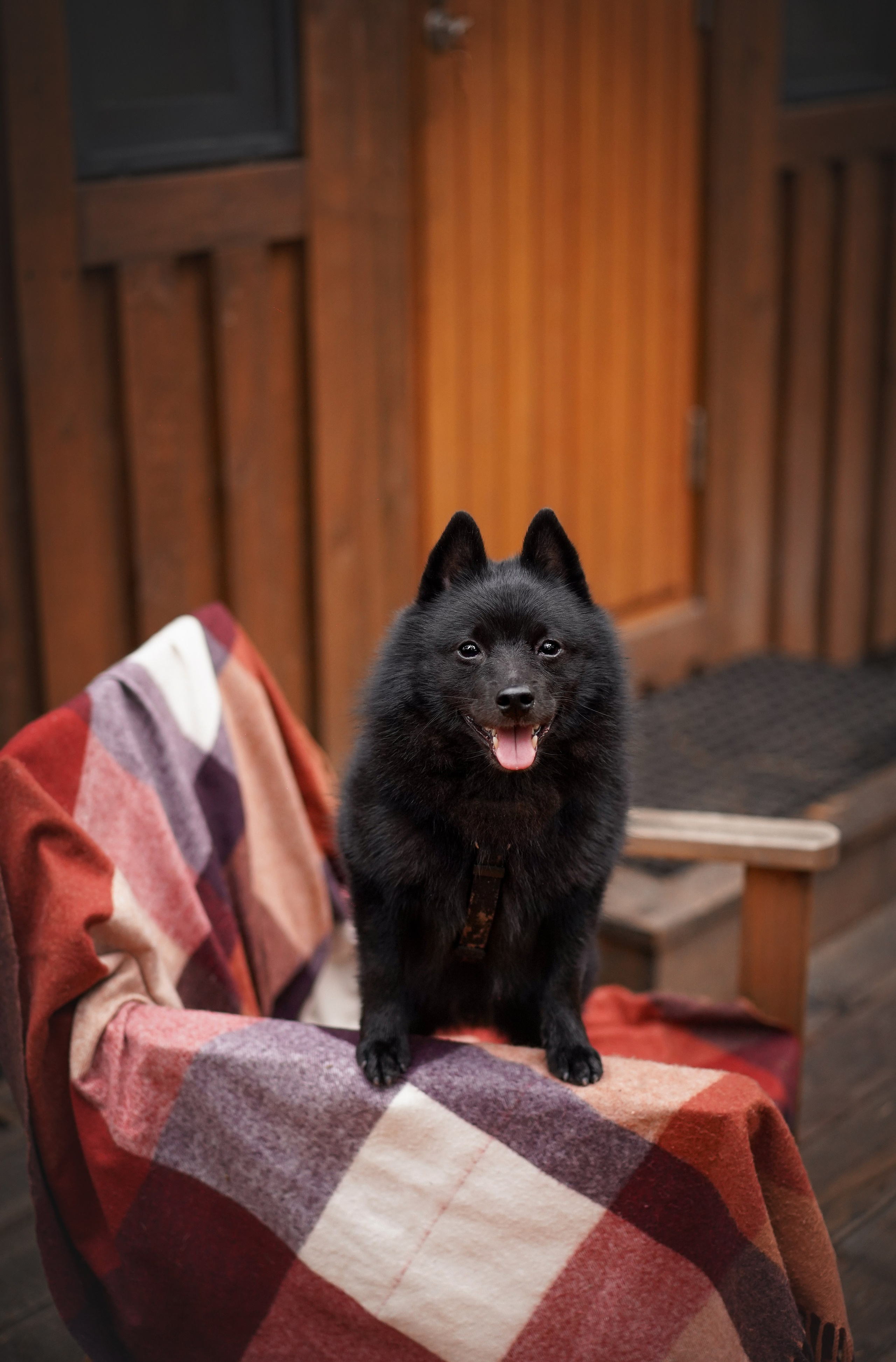 Аня Мишель Арчи и Майкл. Фотограф-анималист в Санкт-Петербурге Яна Мартынова