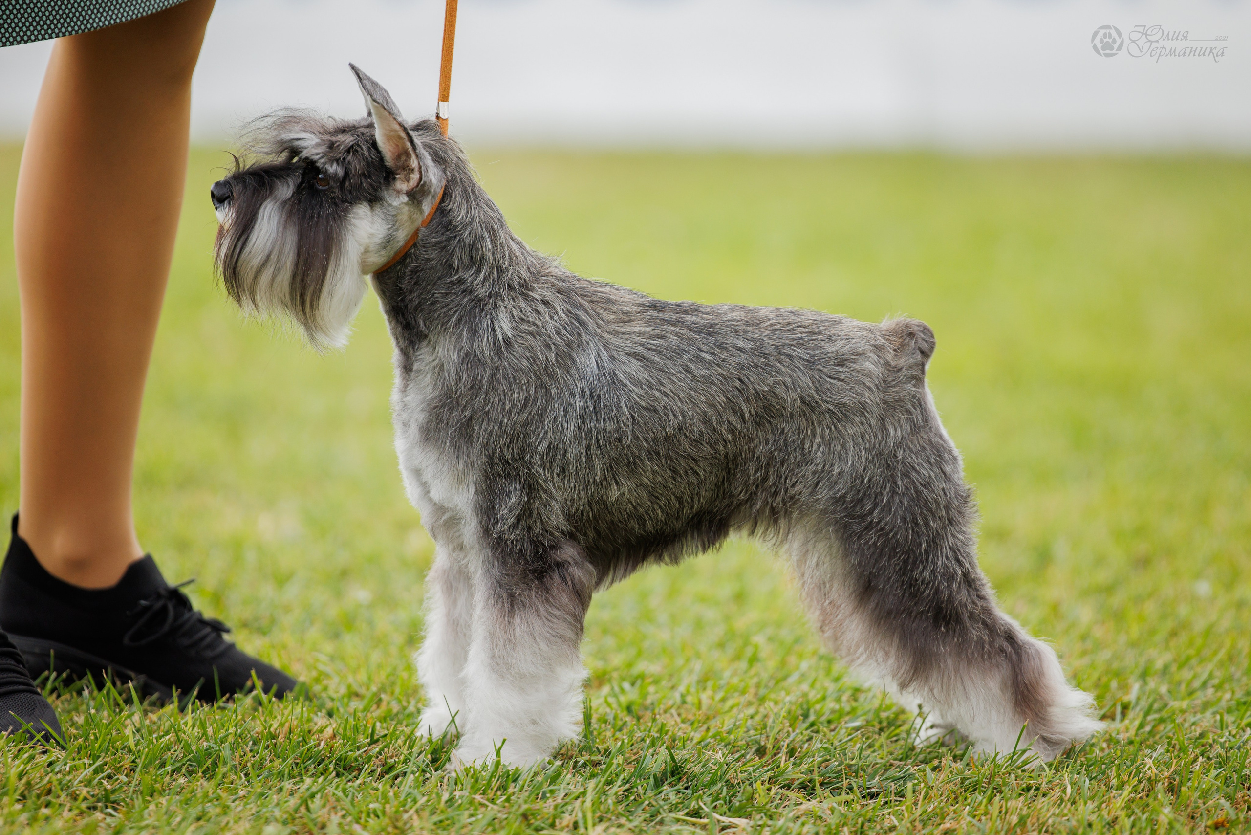 Армения,Ереван 3хCACIB 15-17.10.2024. Фотограф-анималист Юлия Германика
