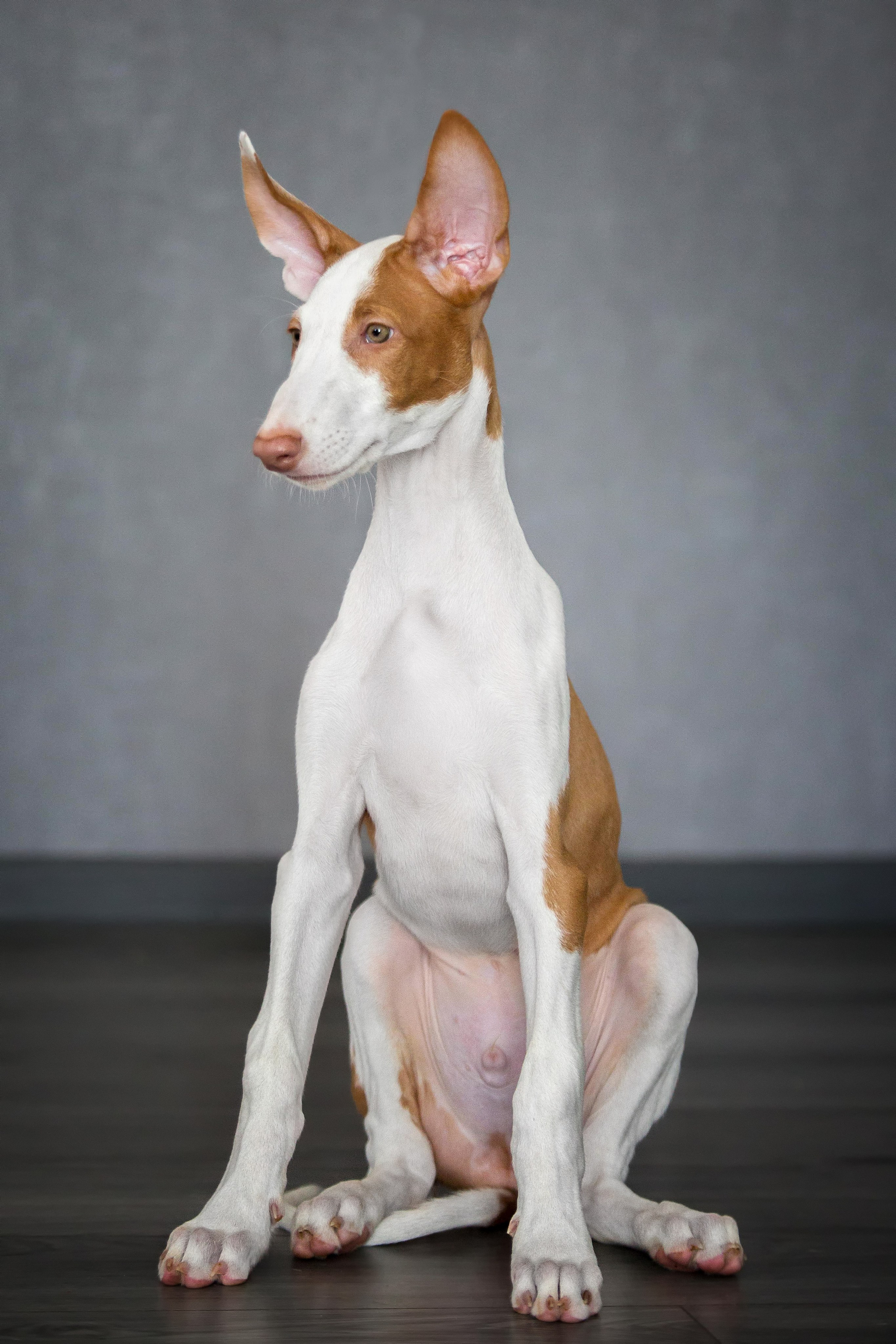 Поденко Ибиценко. Https://moshkovaphoto.ru/