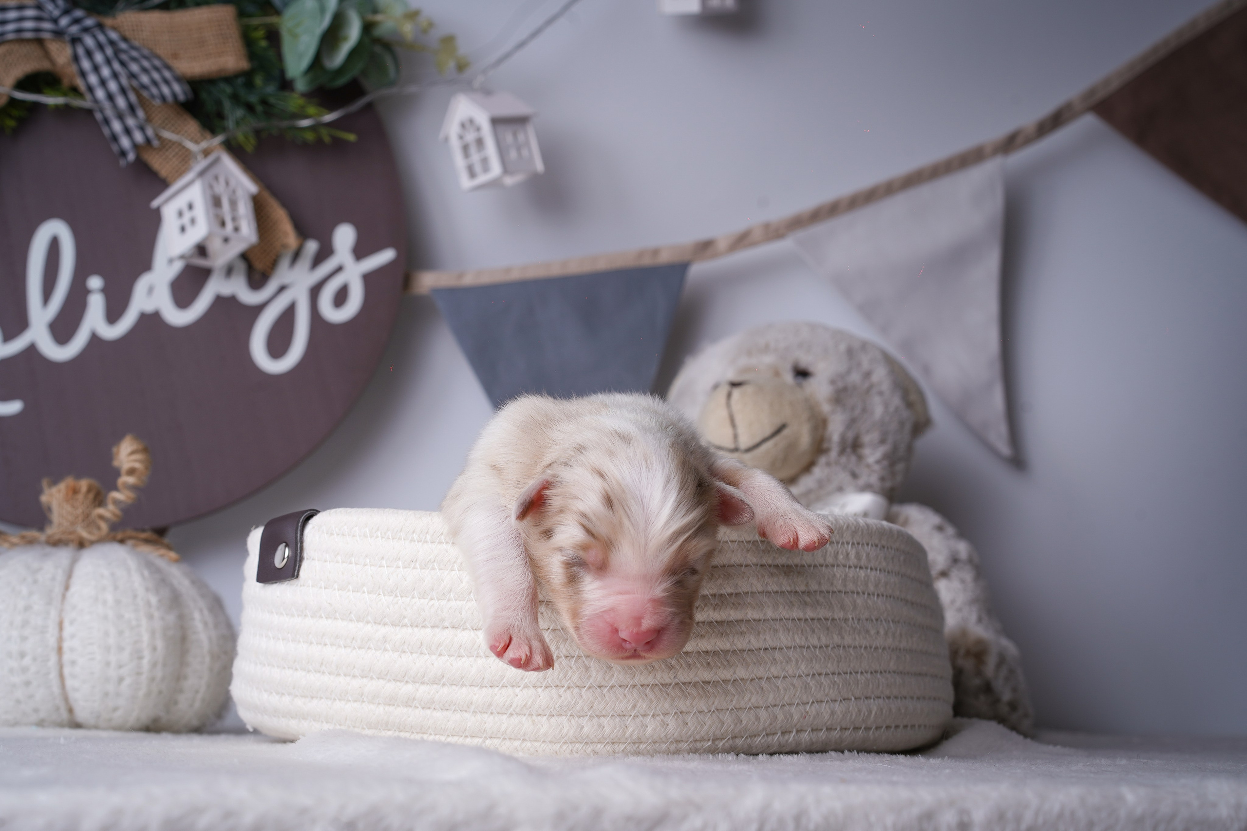 Щенули аусси. Фотограф-анималист в Санкт-Петербурге Яна Мартынова