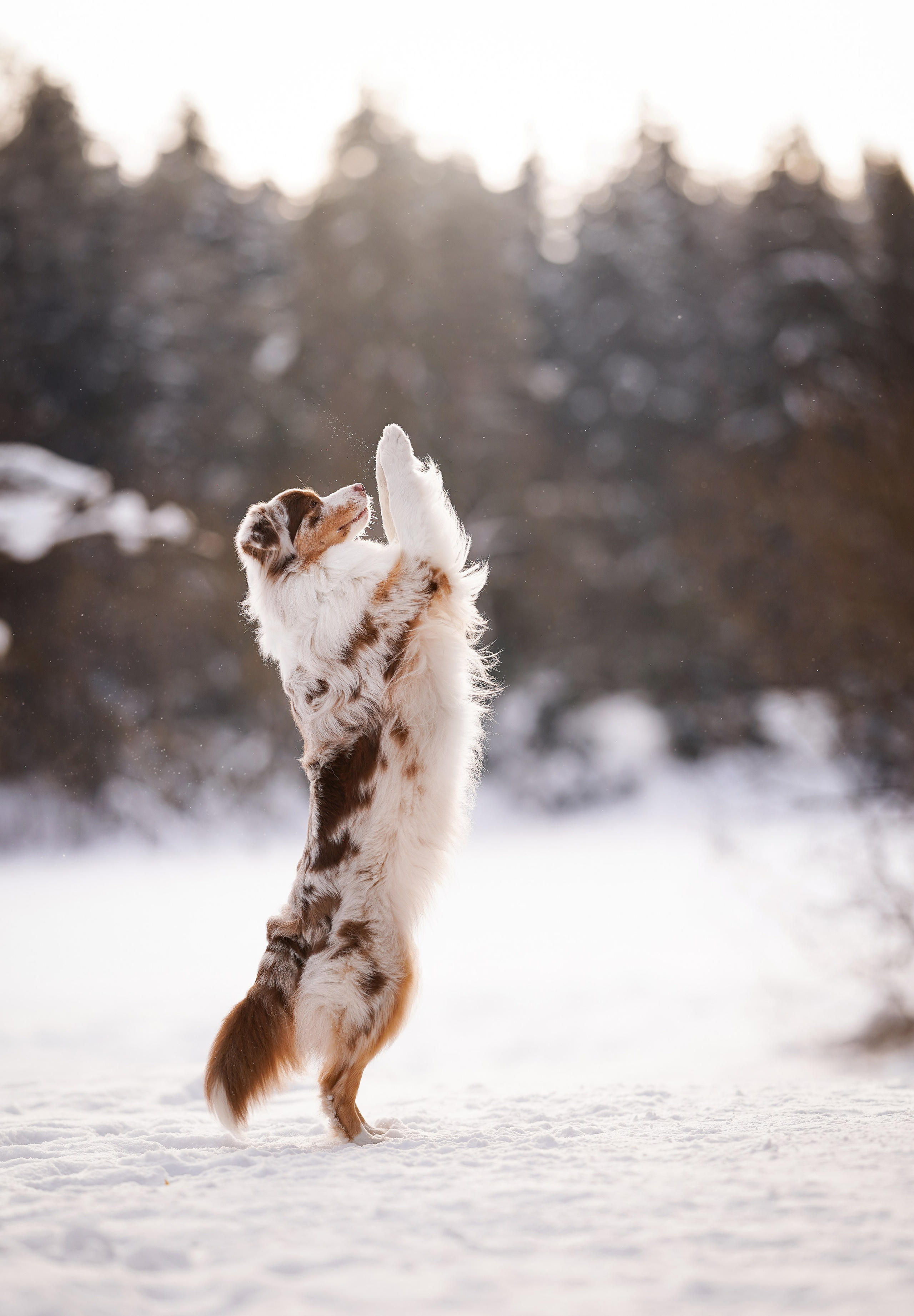 Мишель Александра и Панда. Фотограф-анималист в Санкт-Петербурге Яна Мартынова