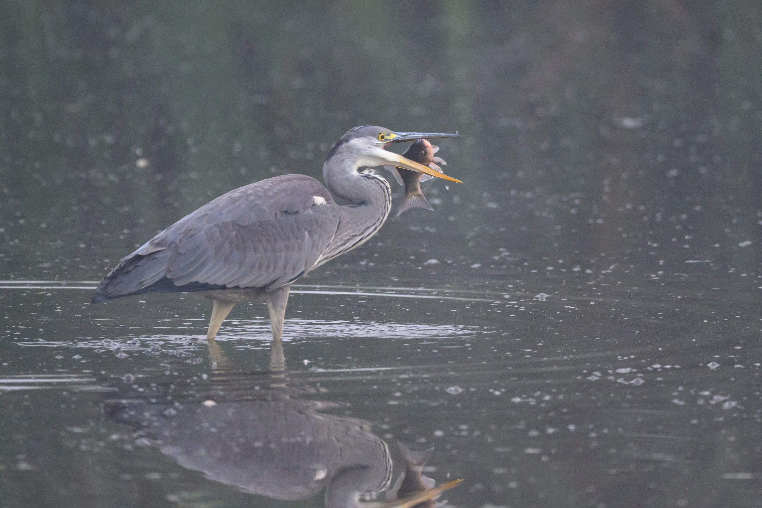 Цапли. Wildlife photography by Sergey Puponin