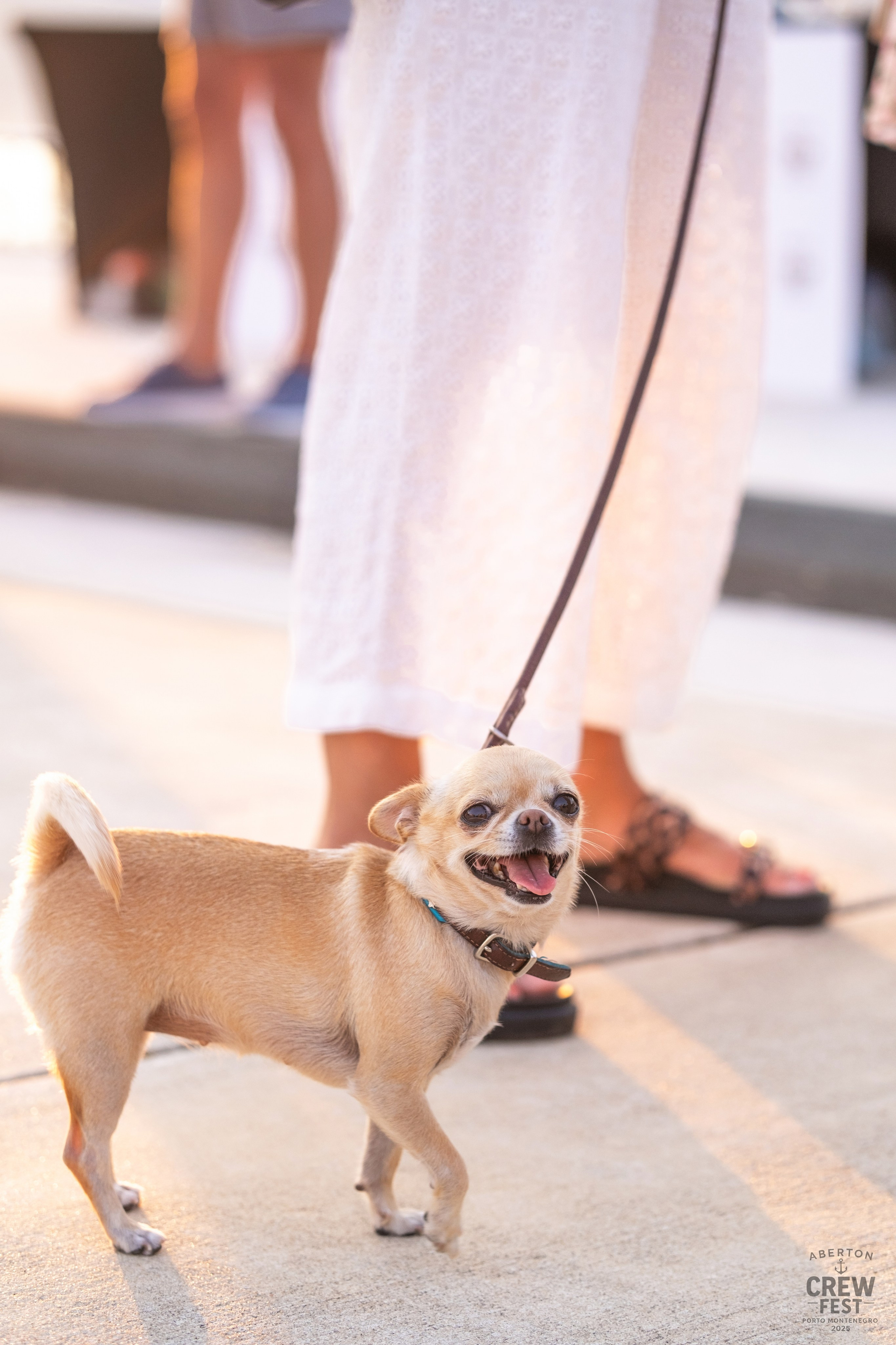 Aberton Crew Fest. Family and wedding photographer in Montenegro