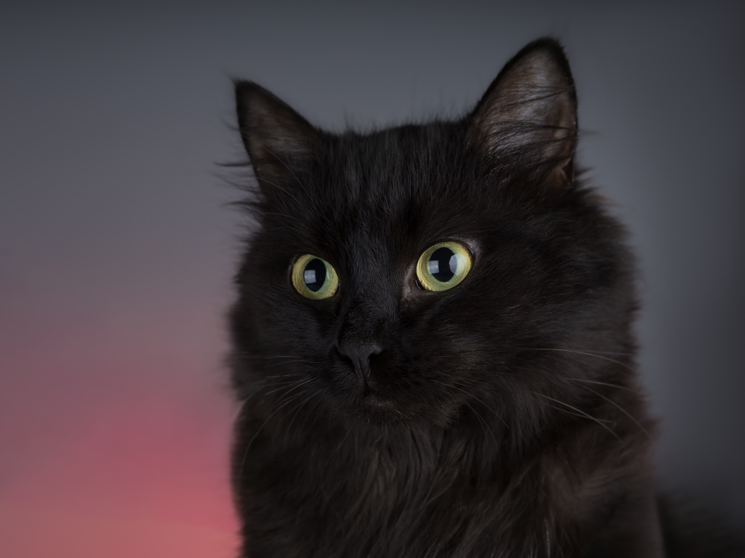 Кошки-фото для пристройства (студия). Фотограф-анималист в Москве, МО и Владимире