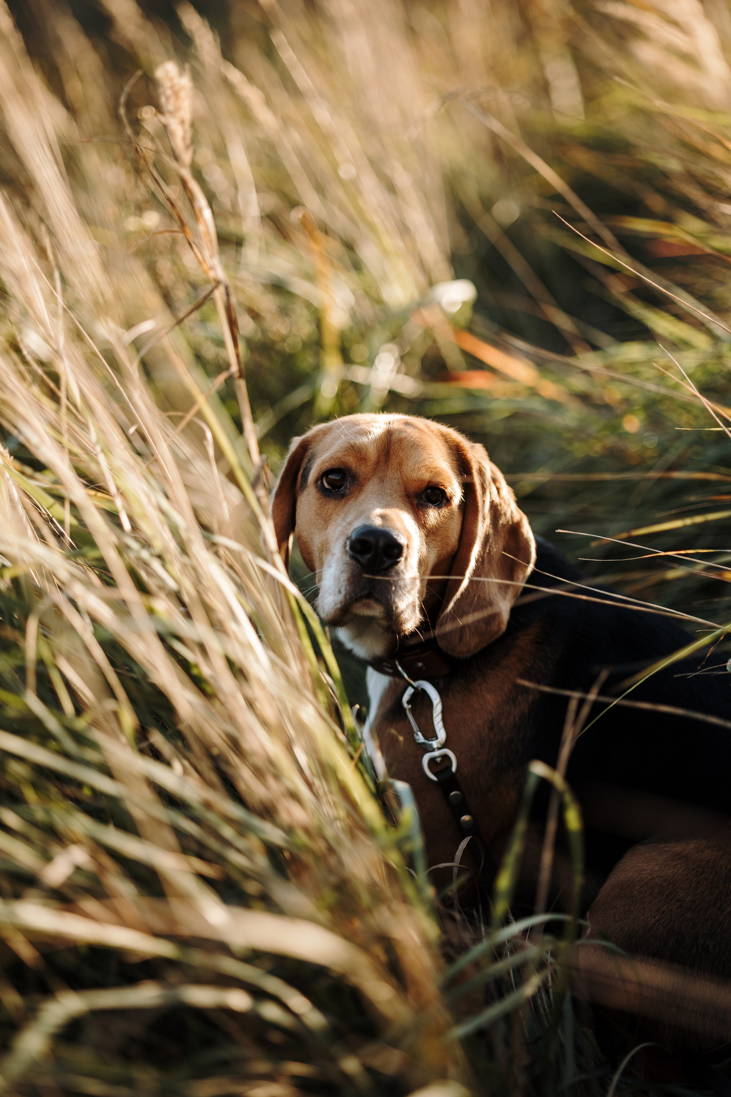 Оуджи и его семья. Фотограф — Анималист | Санкт-Петербург