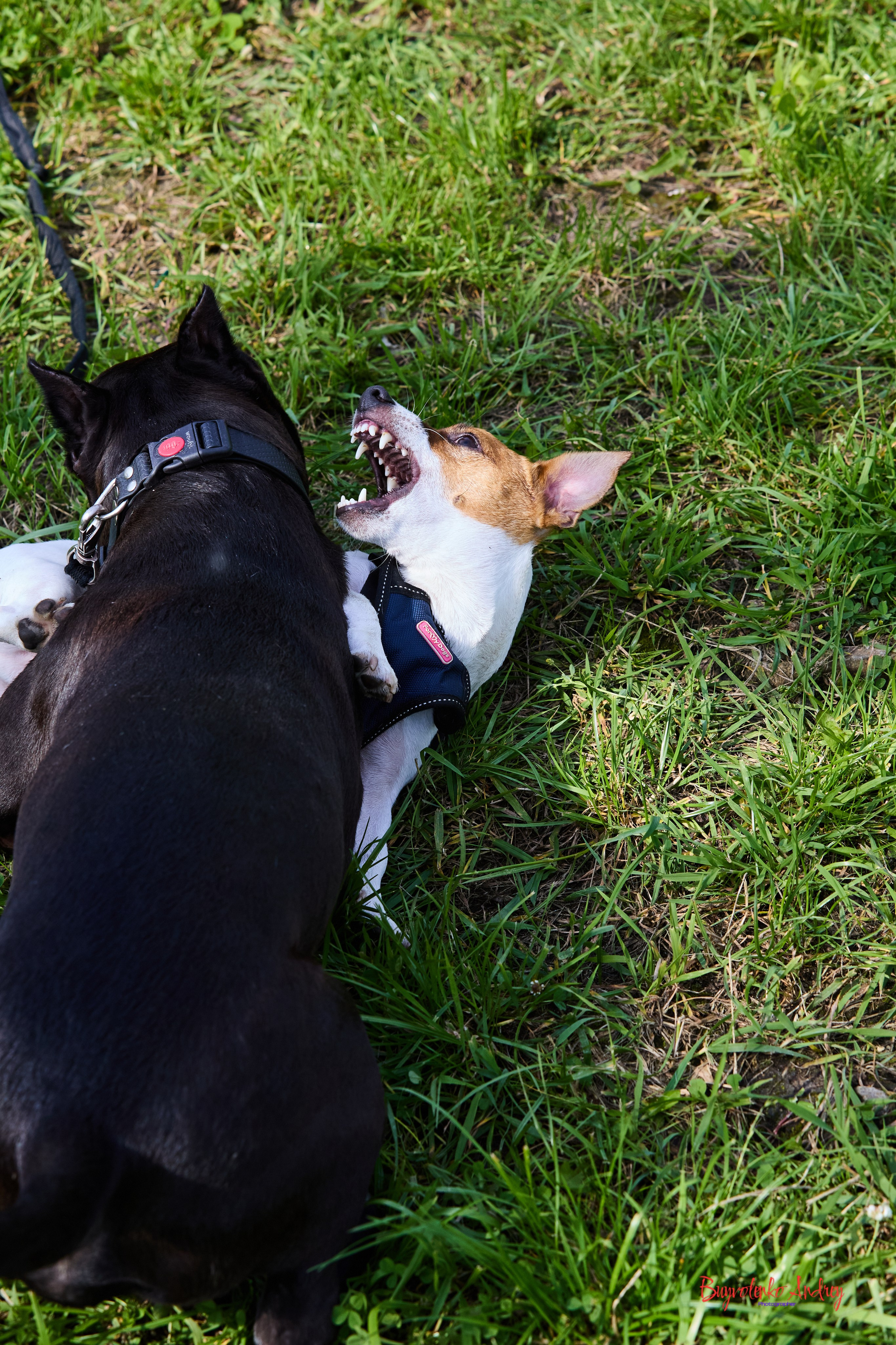 Проект фотопрогулка с хвостиком. Buyvolenko Andrey