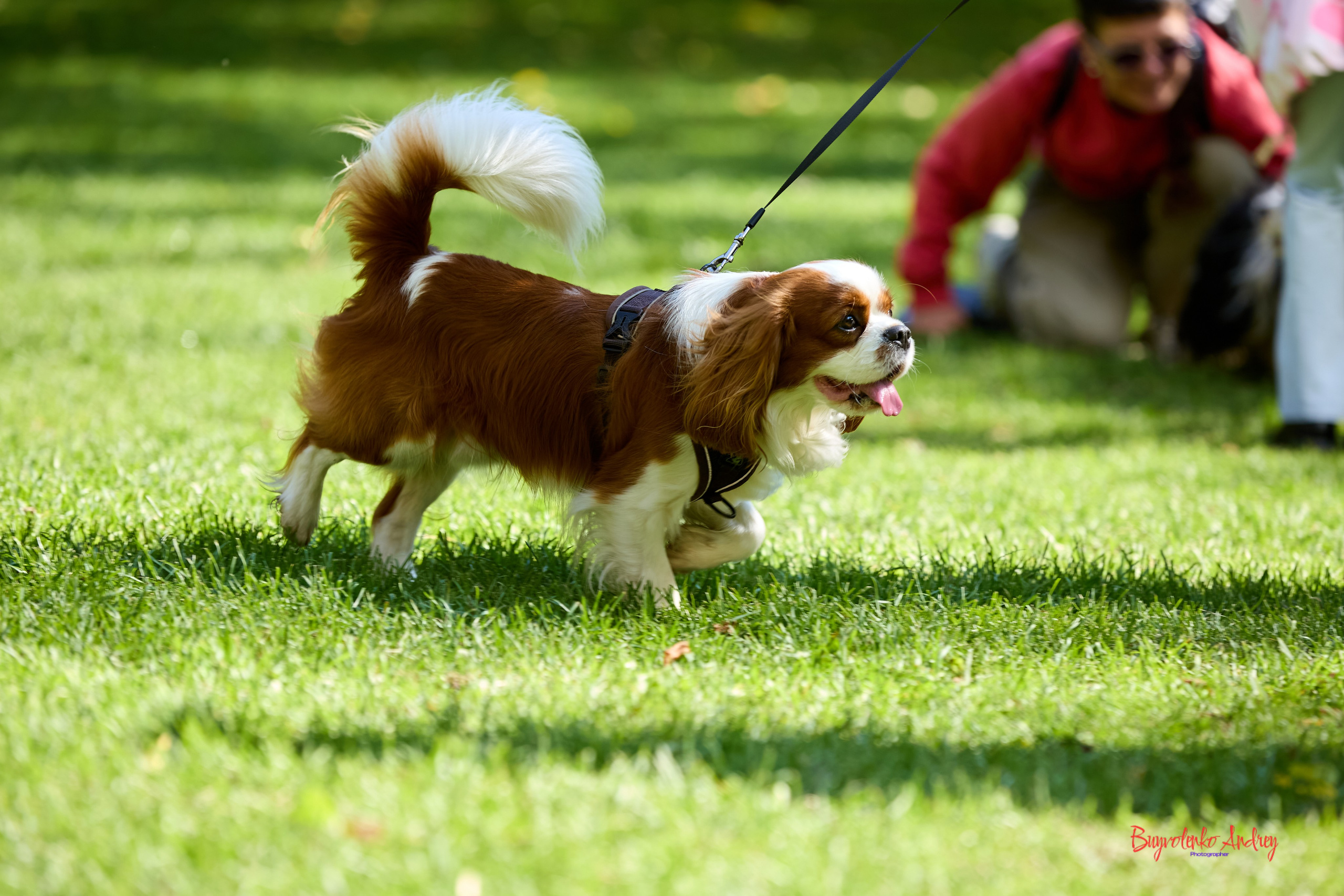 Фотопрогулка с кавалерами. Buyvolenko Andrey