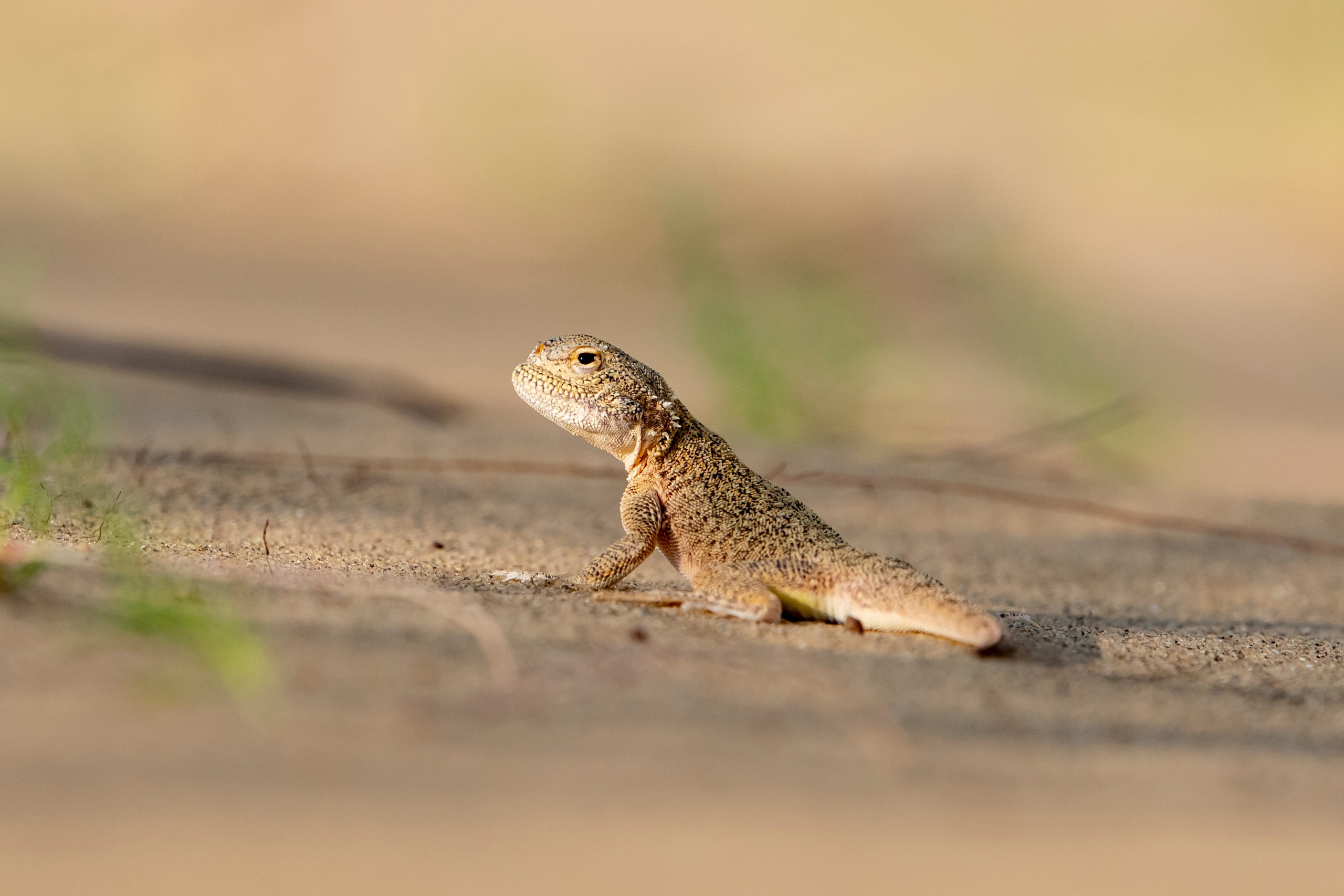 Пейзажный фотограф, Фотографии дикой природы. Foto-Zuev фотография как искусство