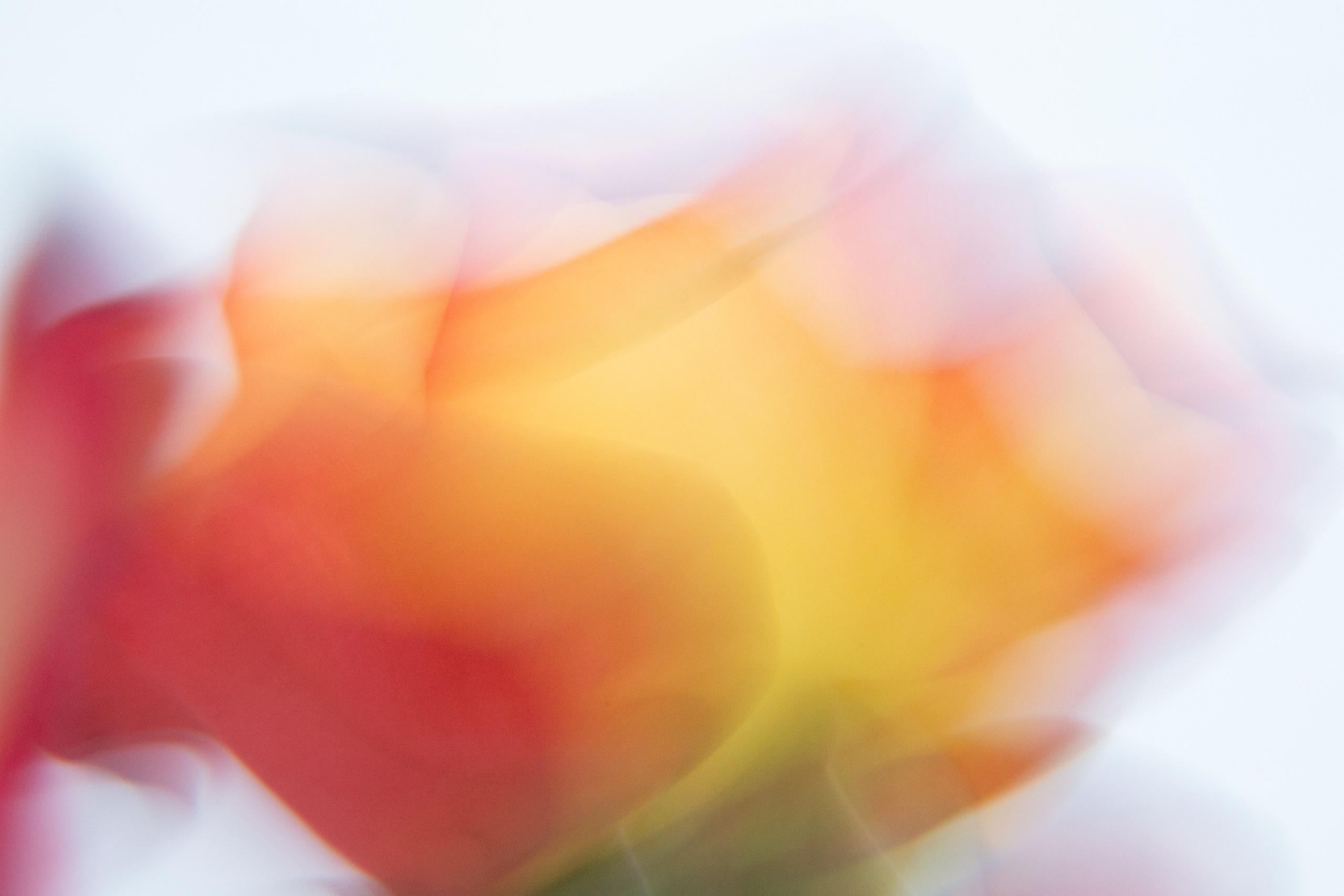 ЦВЕТА, 2025-2026. АННА ВЕРСО / ANNA VERSO | Визуальный художник / Visual artist