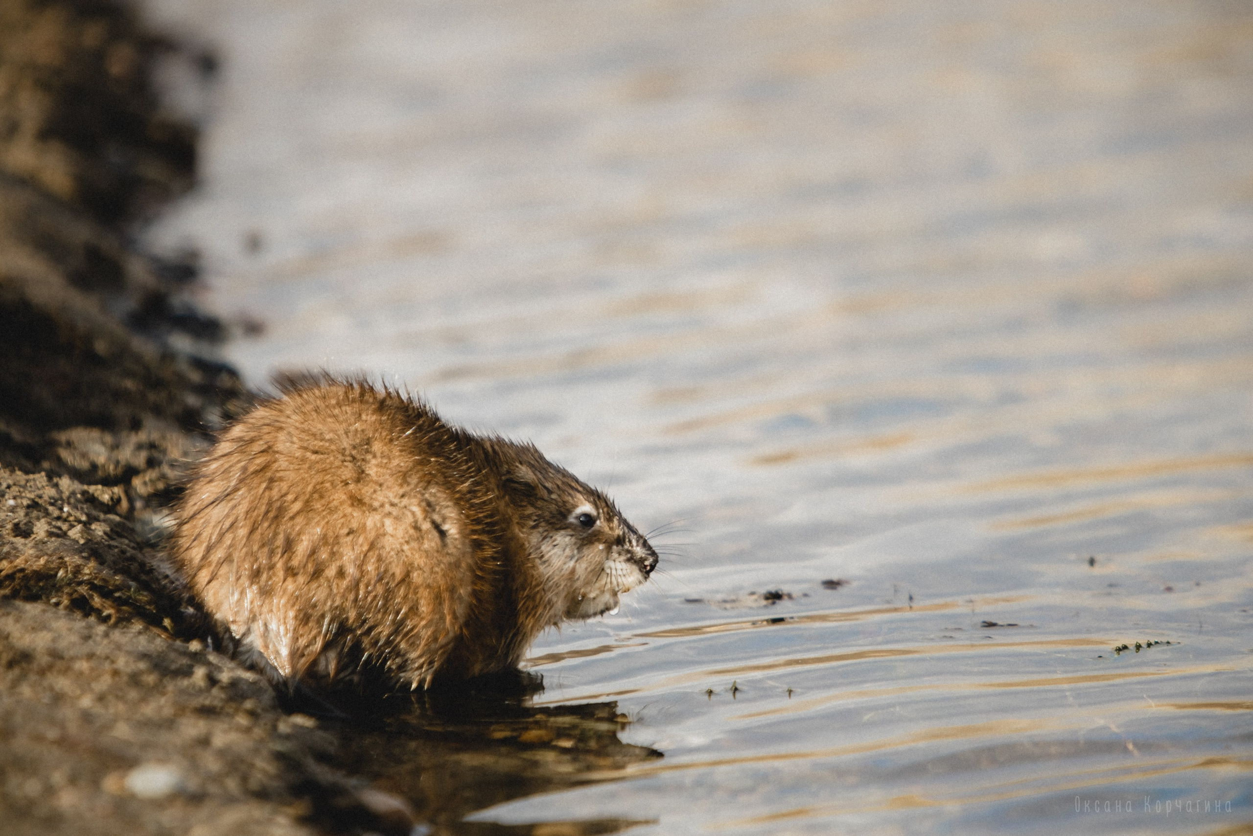 Ондатры. Фотограф в Красноярске Оксана Корчагина