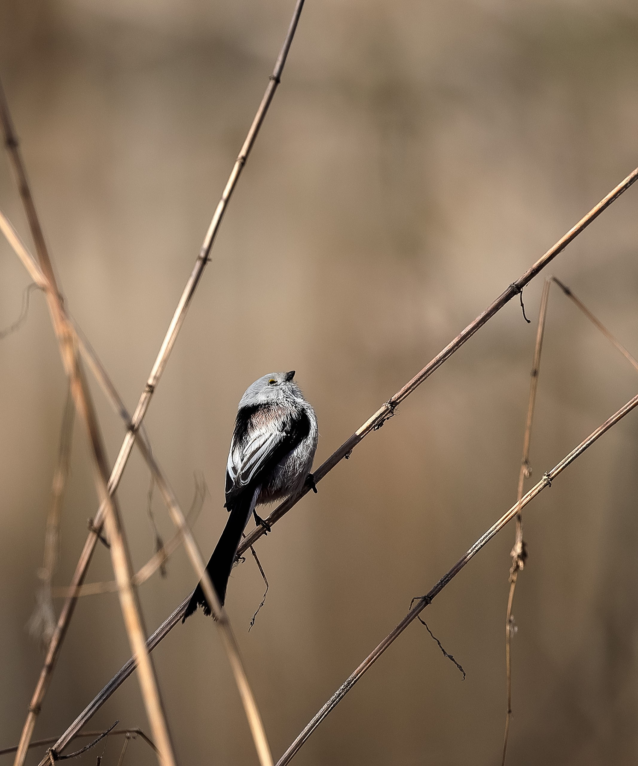 Длиннохвостая синица
