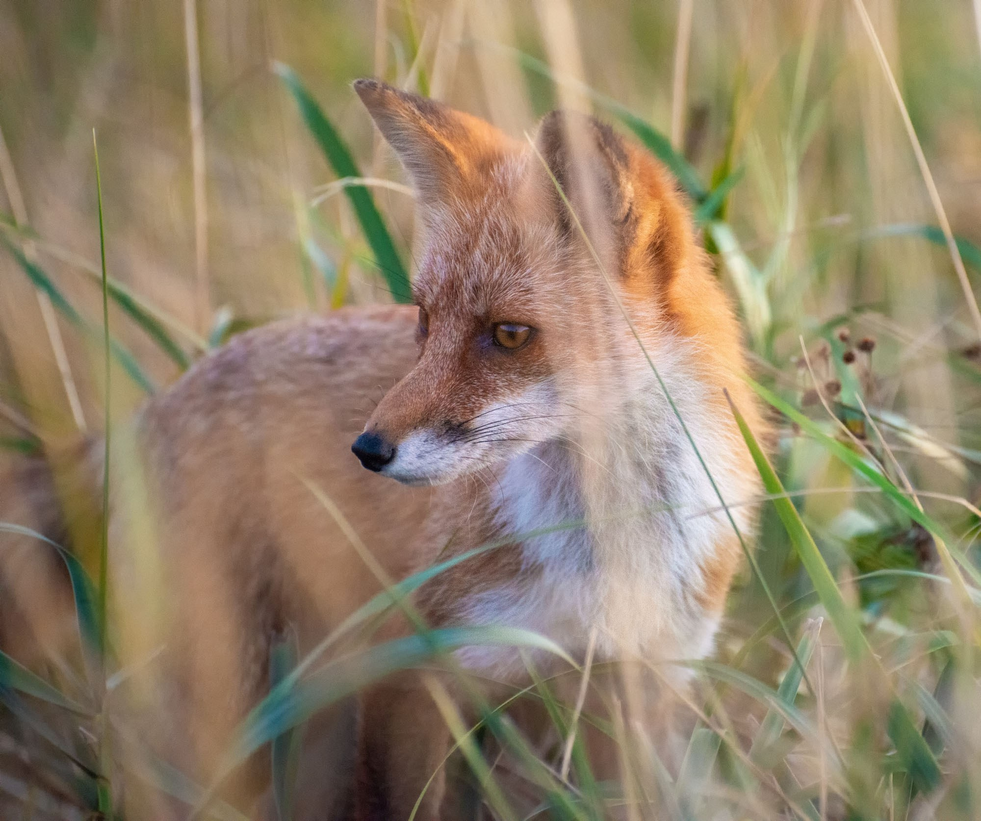 Фотографии животный мир России