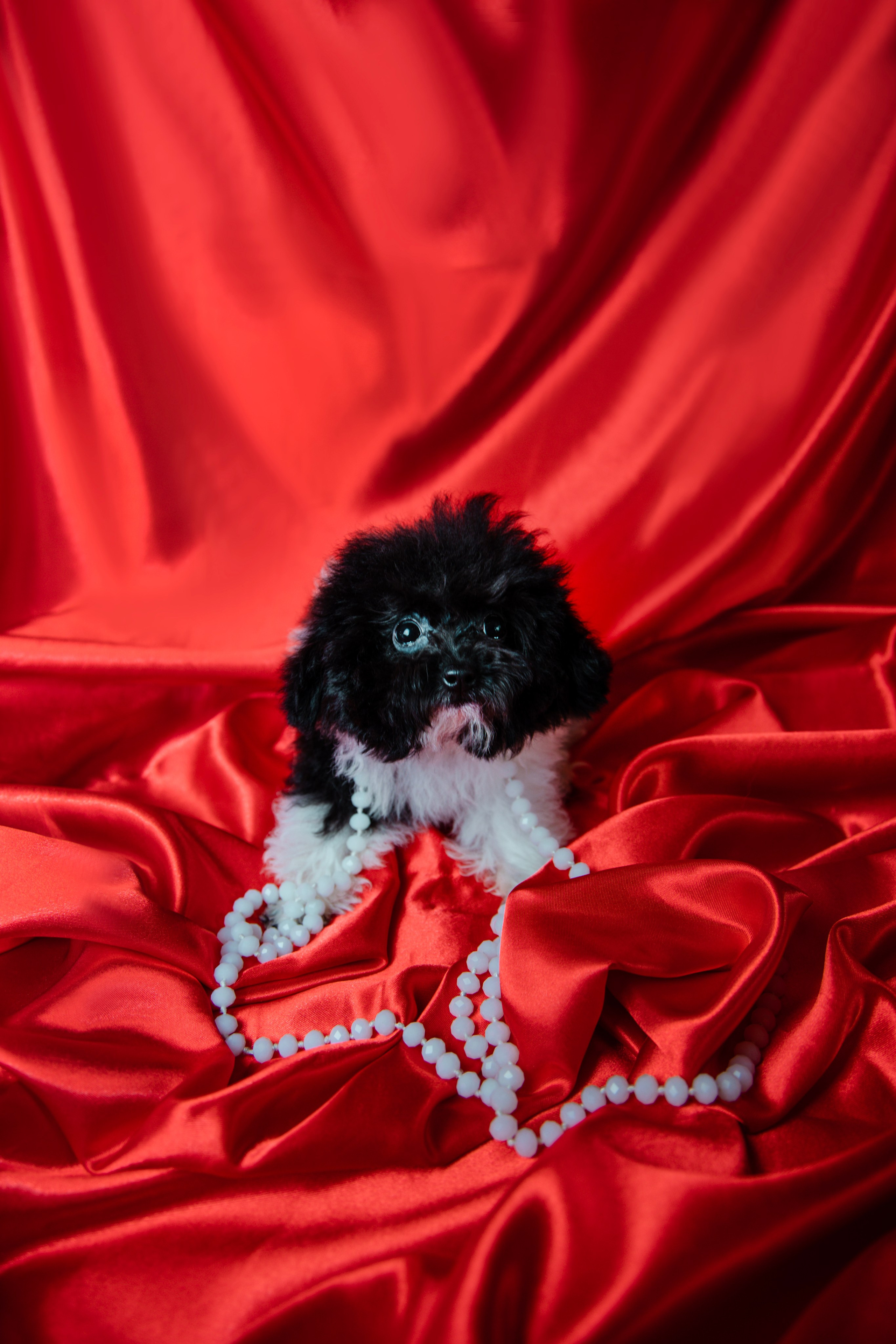 Фотограф Татьяна Марсуверских г. Жуковский, Москва и Мо. Репортажные съёмки, фотосессии,  фотограф анималист, фотосъёмка животных. Фотограф для маркетплейсов, фотоуслуги в Жуковском Татьяна Марсуверских