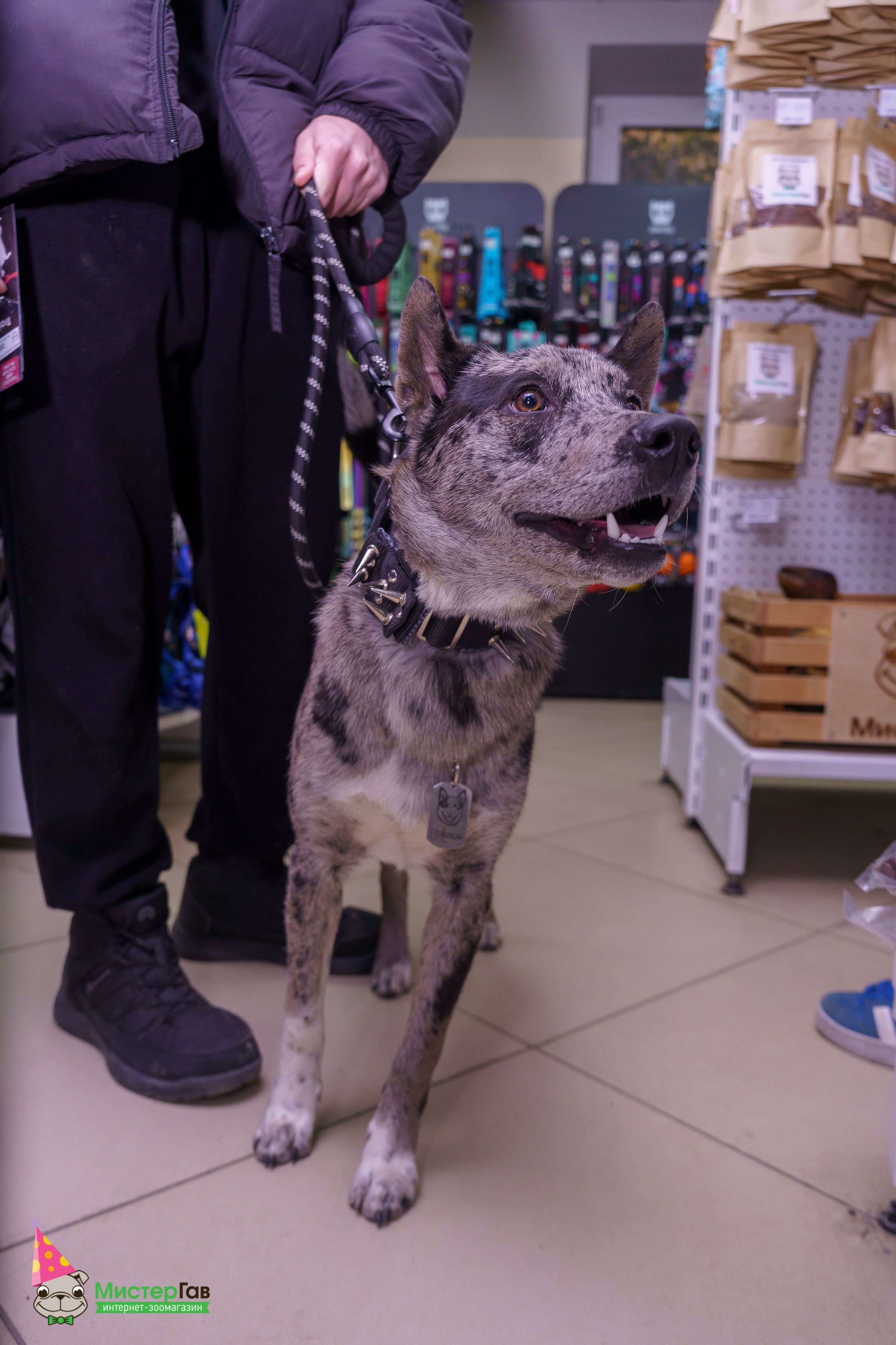 Мистер Гав -13 лет!. Фотограф Челябинск · Ольга Серебрякова