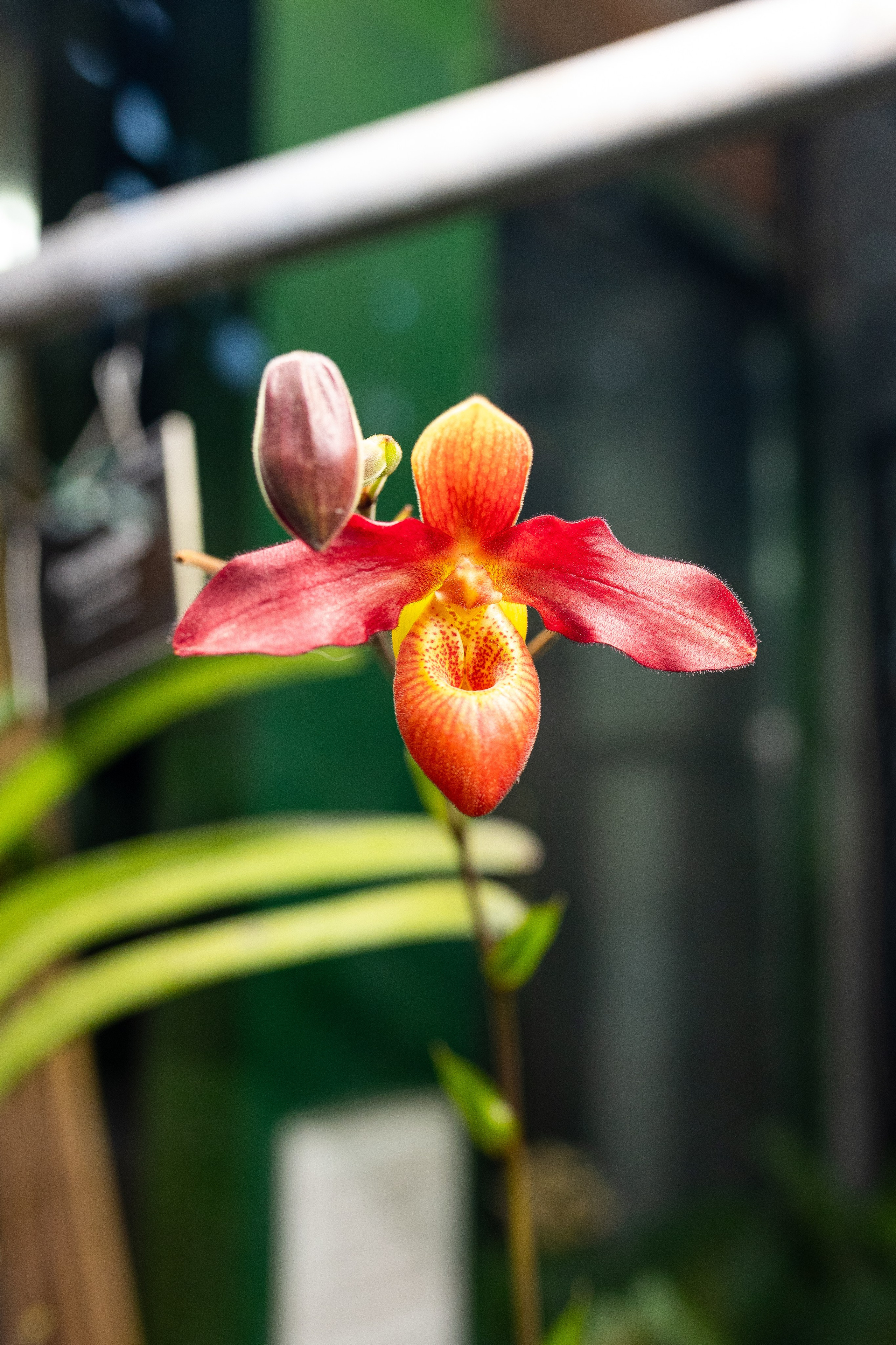 Аптекарский огород МГУ. Китай. Александра Куликова фотограф, Москва