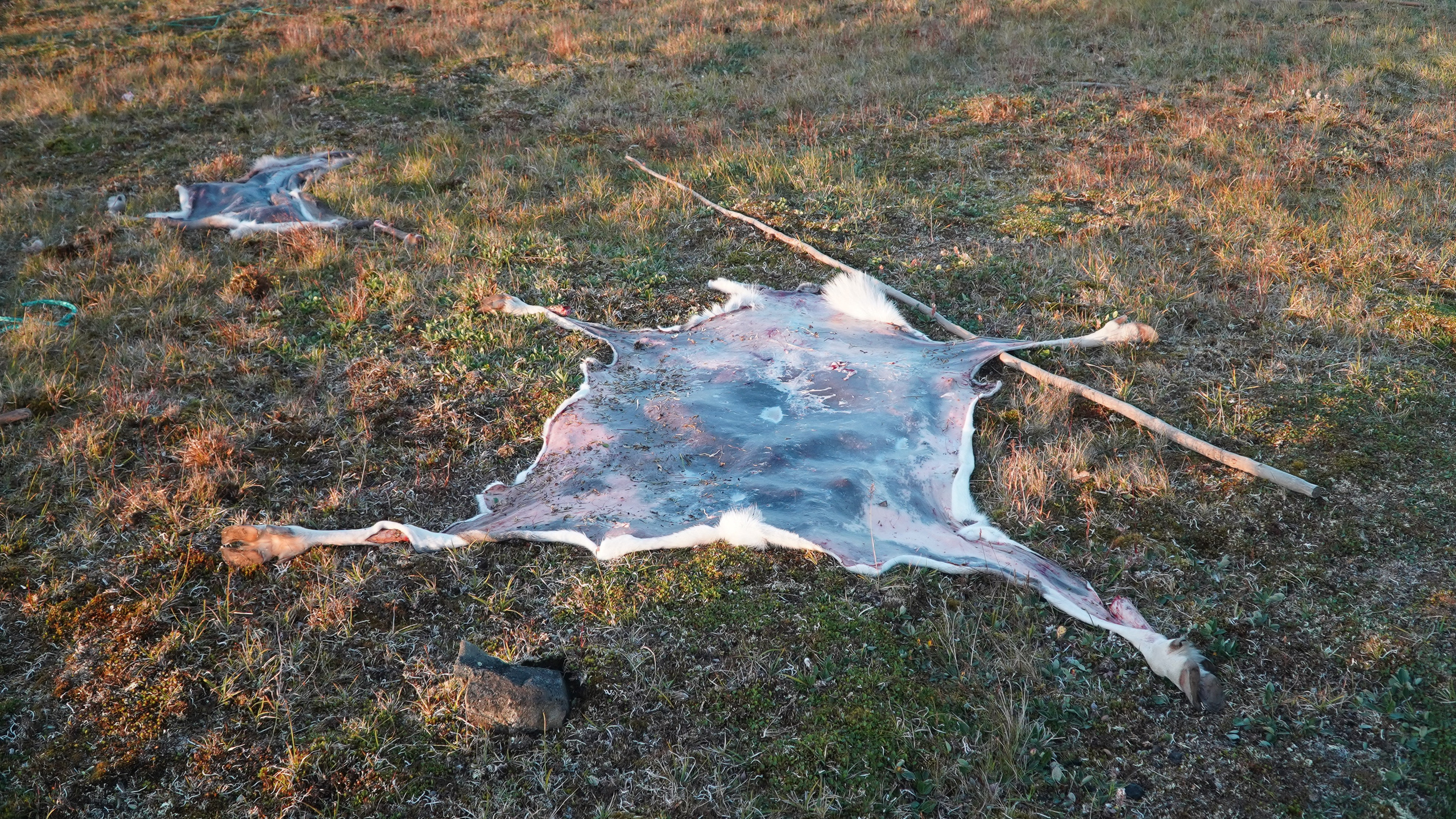 Амдерма — наука (2020 г.). Фотоальбом показывающий увлекательный мир авиации и мир медведей Андрея Иванова