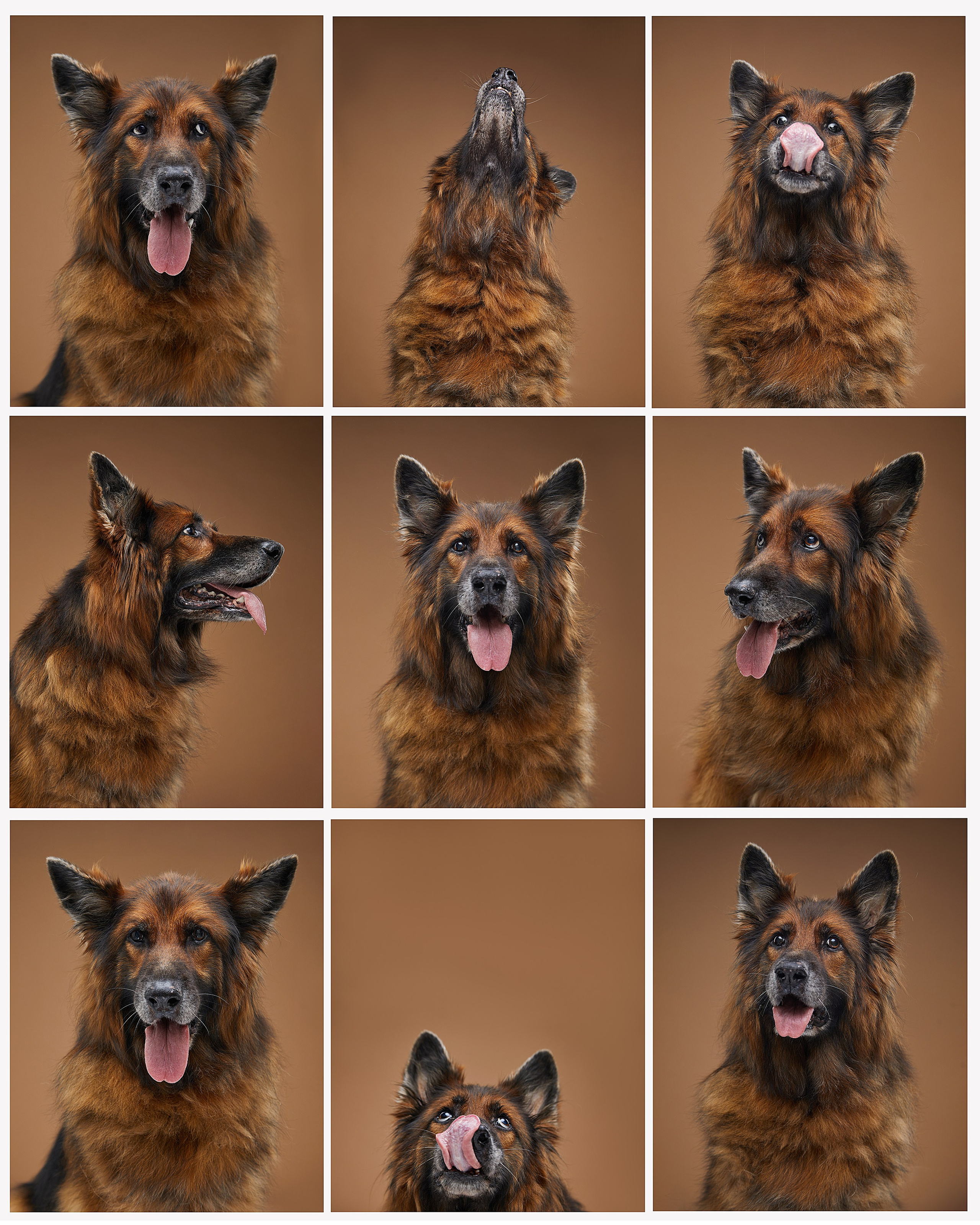 Pets Photography / Фотограф Собак