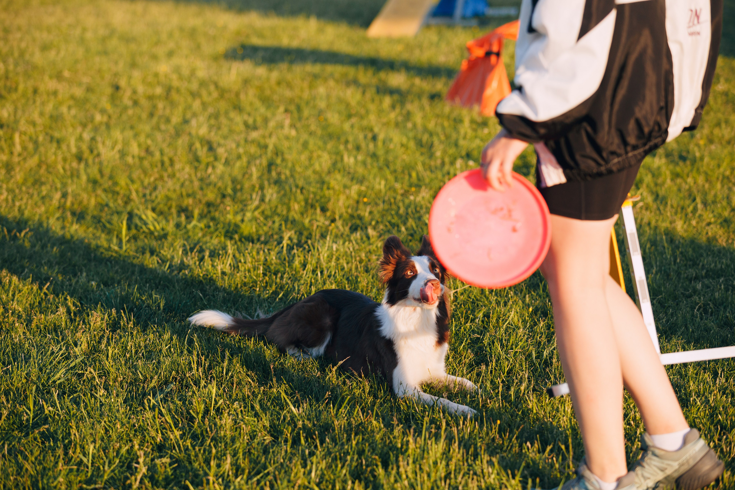 Кинологический лагерь в Горыныче. Фотограф анималист Кристина Карпова, Москва