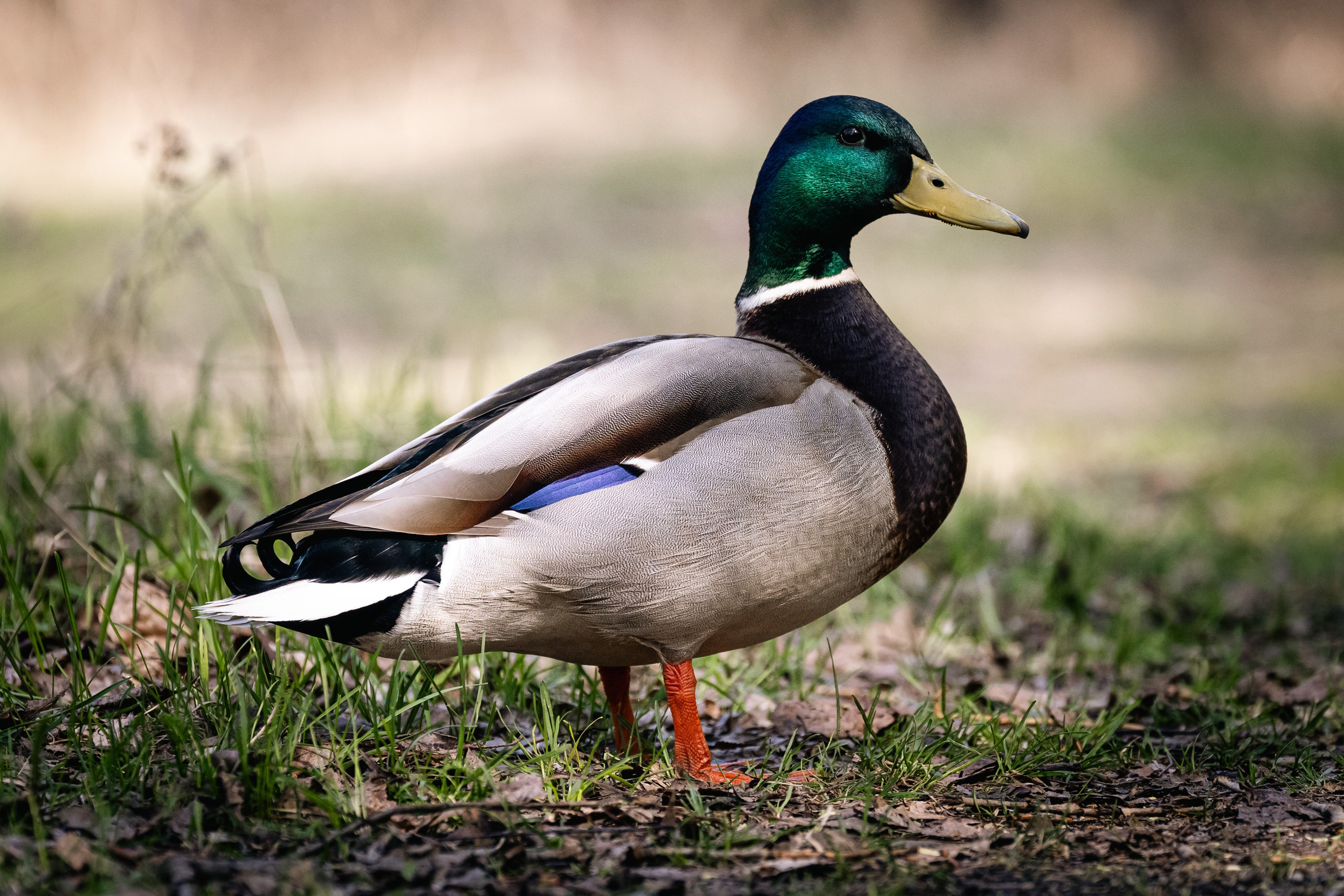 Георгий Кравченко. Инженер и орнитолог. Репортажный фотограф Наталья Лапцевич