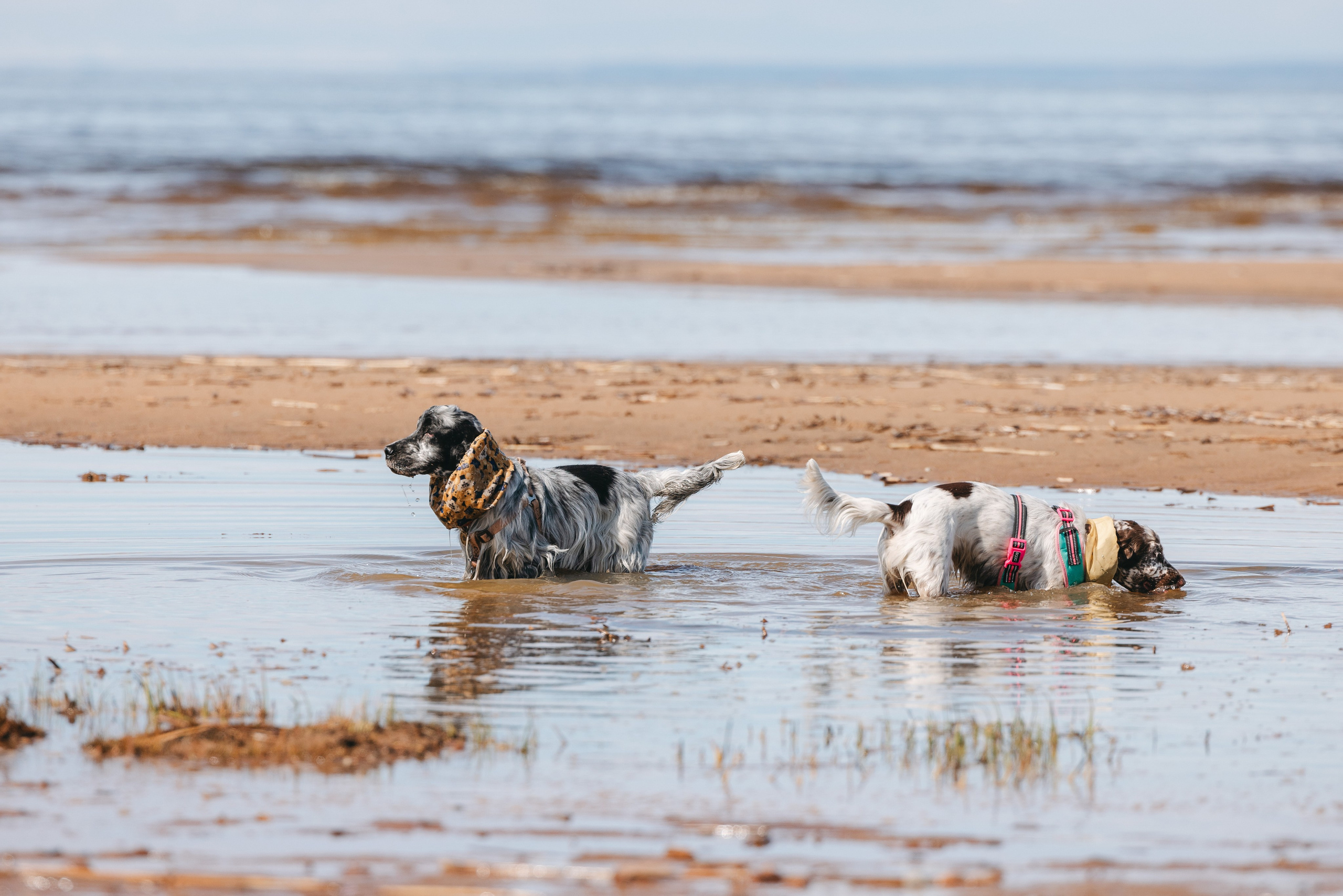Спанимания. Фотограф анималист Осипчикова Мария