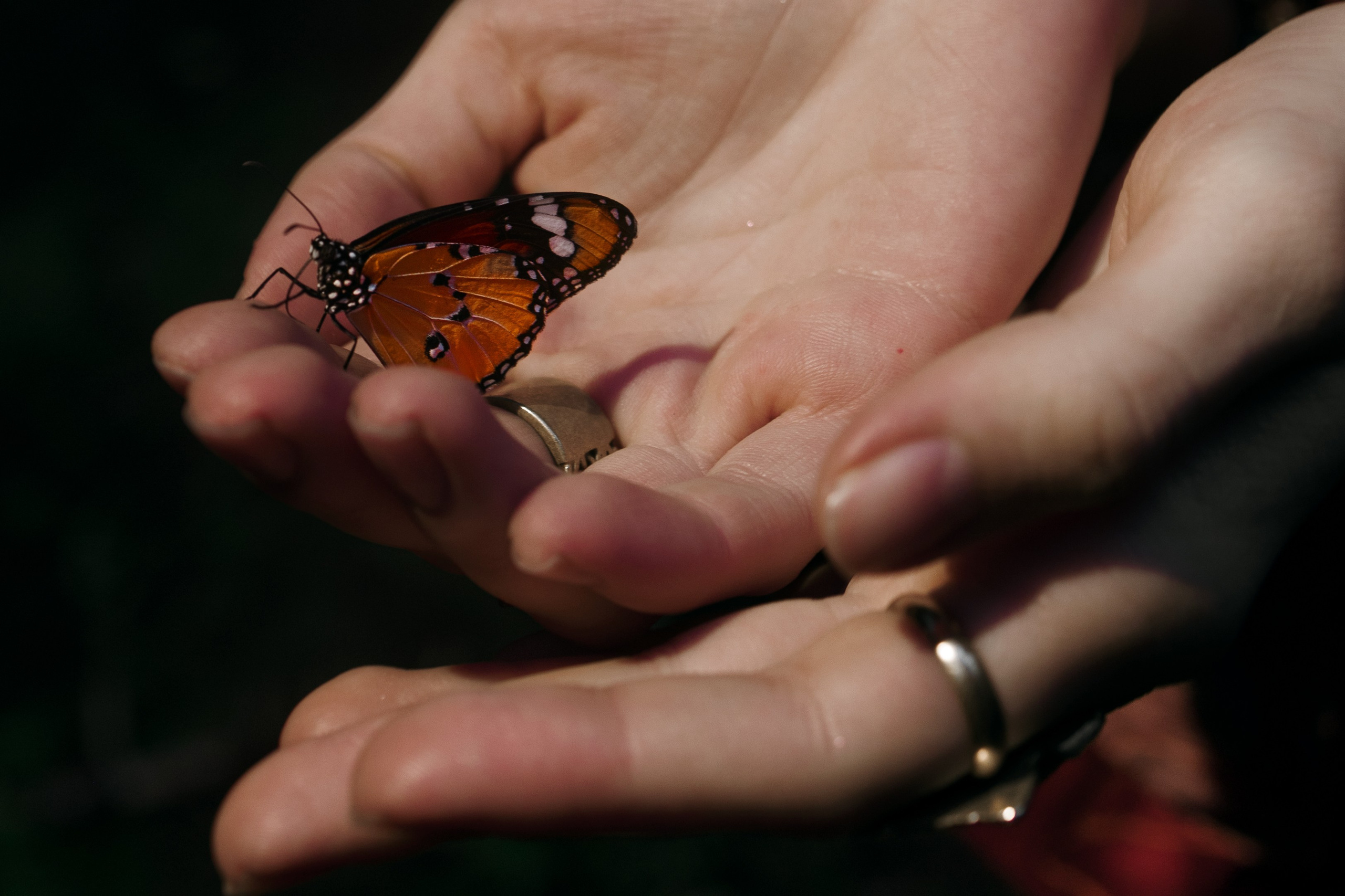 Огненная Лисица