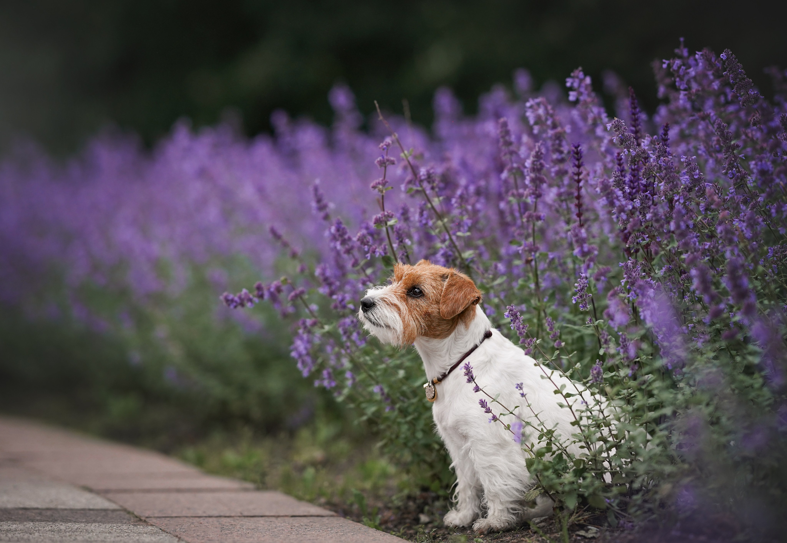 Люба и Тося. Фотограф-анималист в Санкт-Петербурге Яна Мартынова