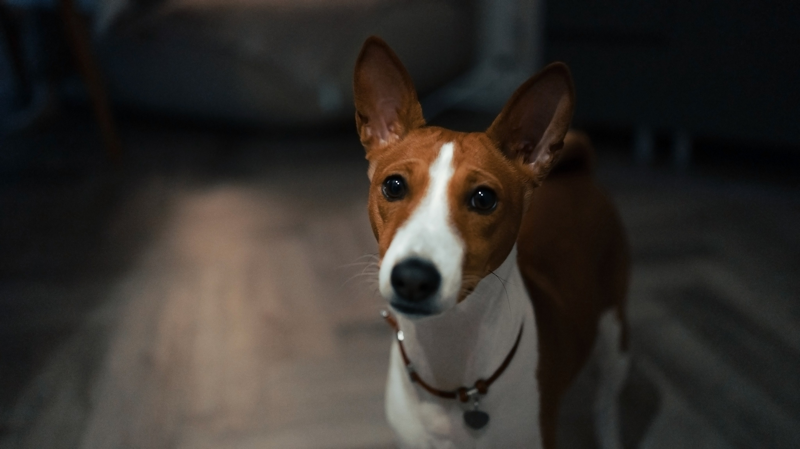 Люба, Никита и Бахати. Фотограф-анималист Богданова Полина