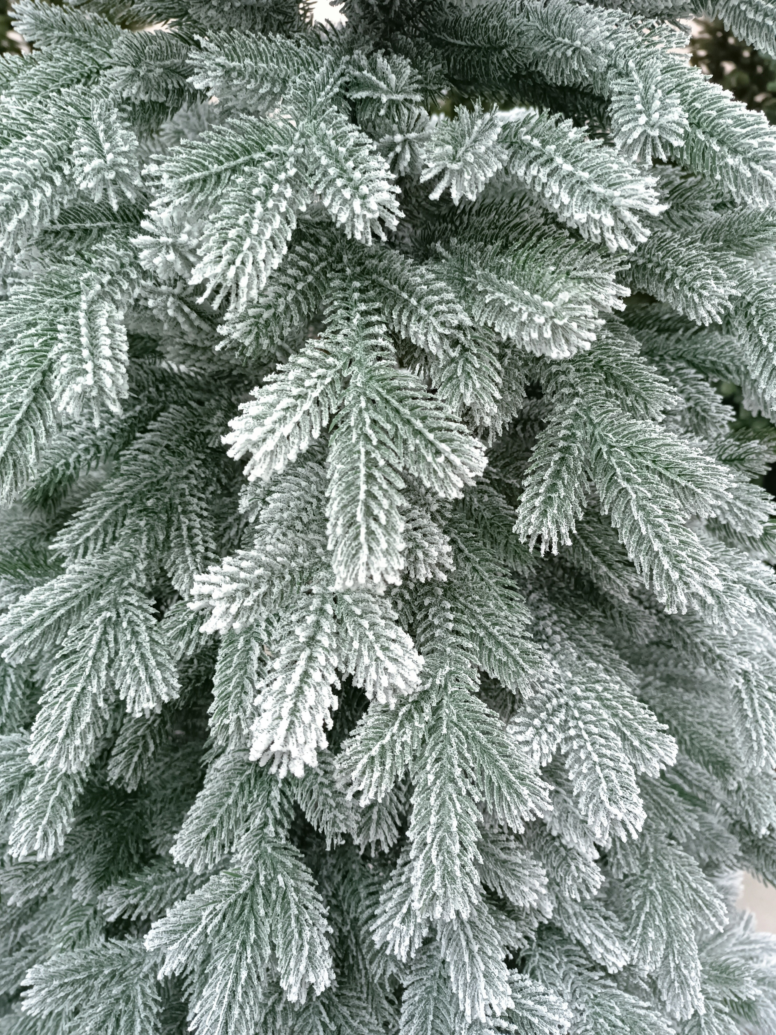 УРАЛЬСКАЯ ЗАСНЕЖЕННАЯ. Elki_grodno