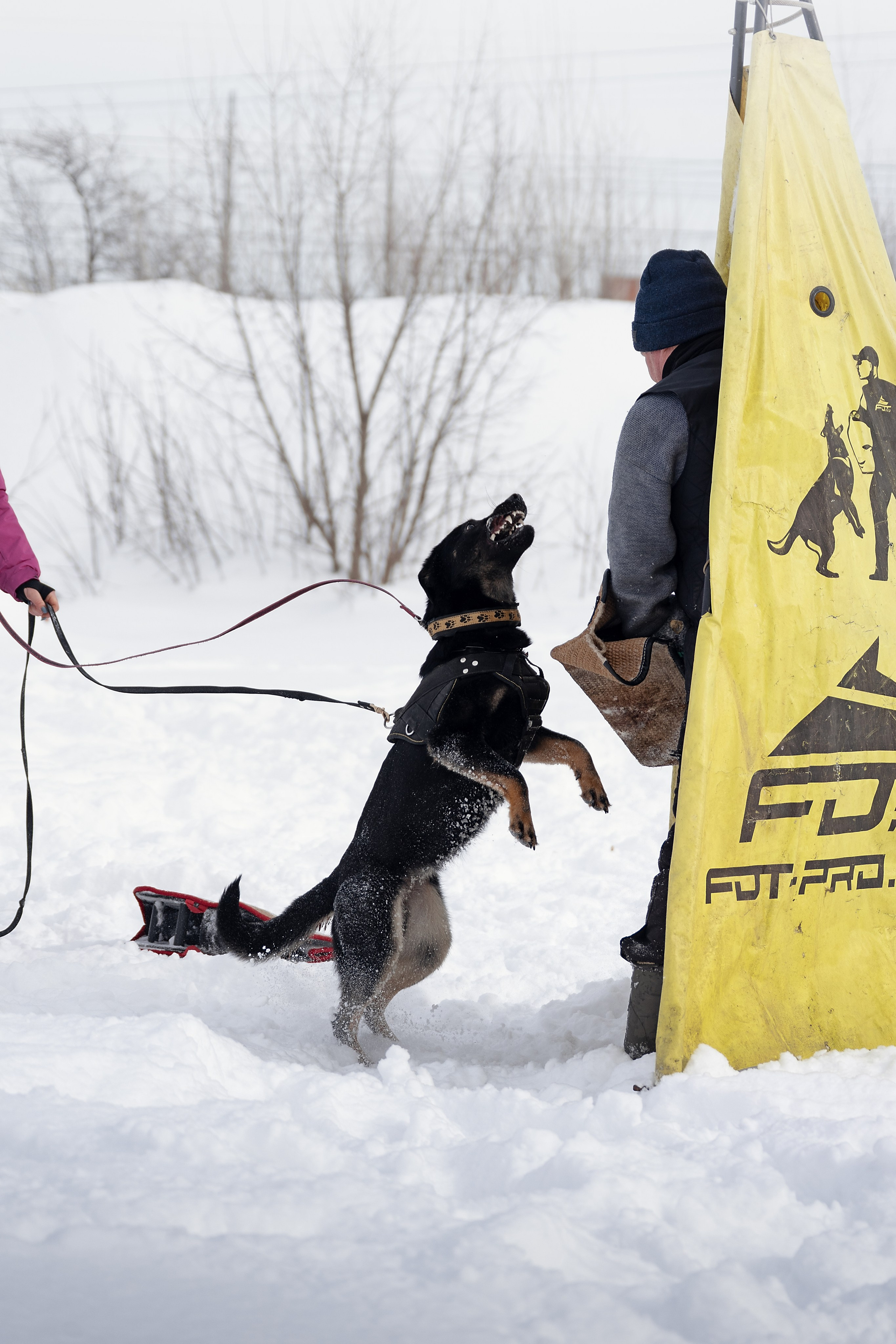 Репортажная съемка. Фотограф-анималист Нижний Новгород