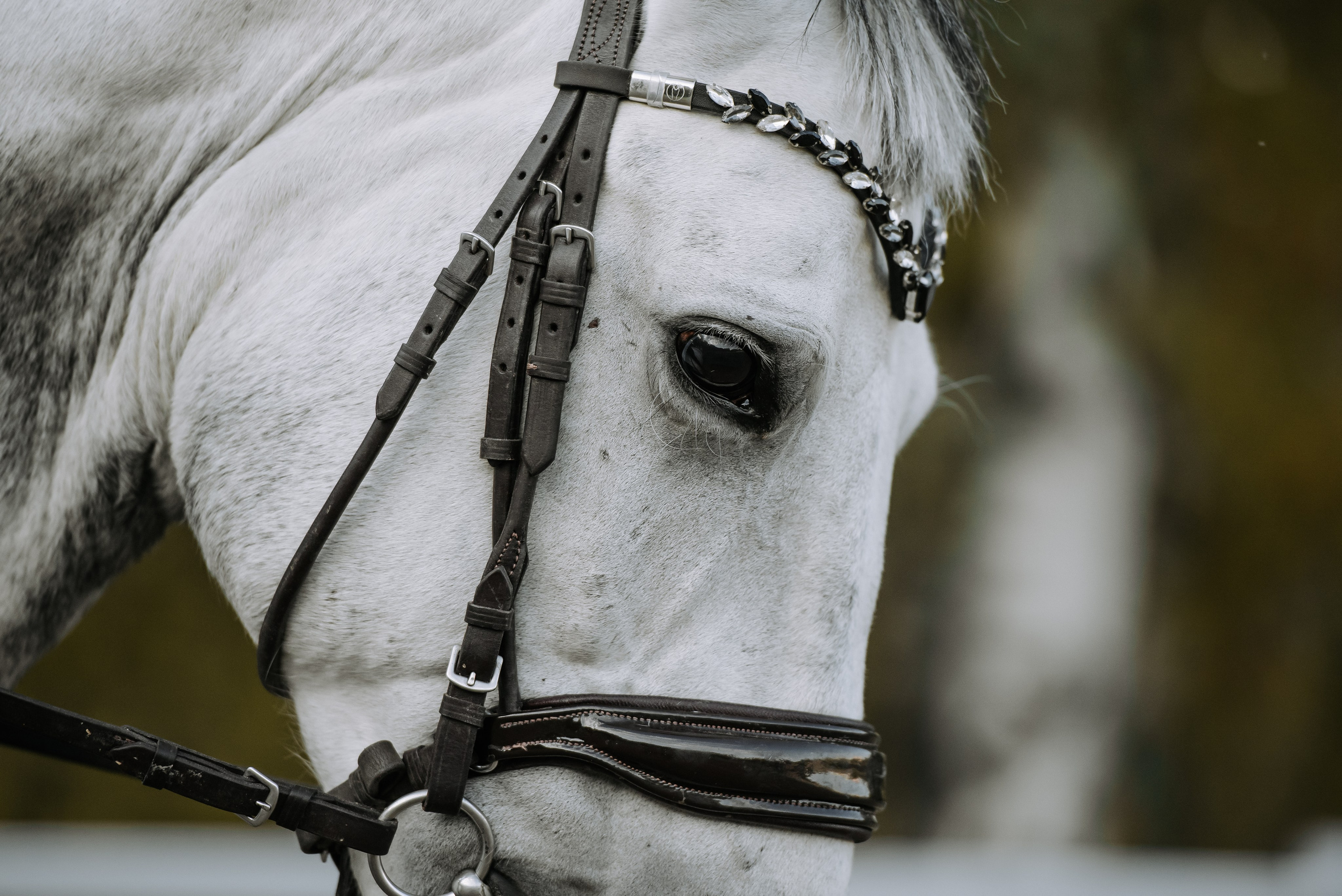 Фотосессия с лошадью Красноярск. Фотограф Диана Оленина Красноярск / Братск