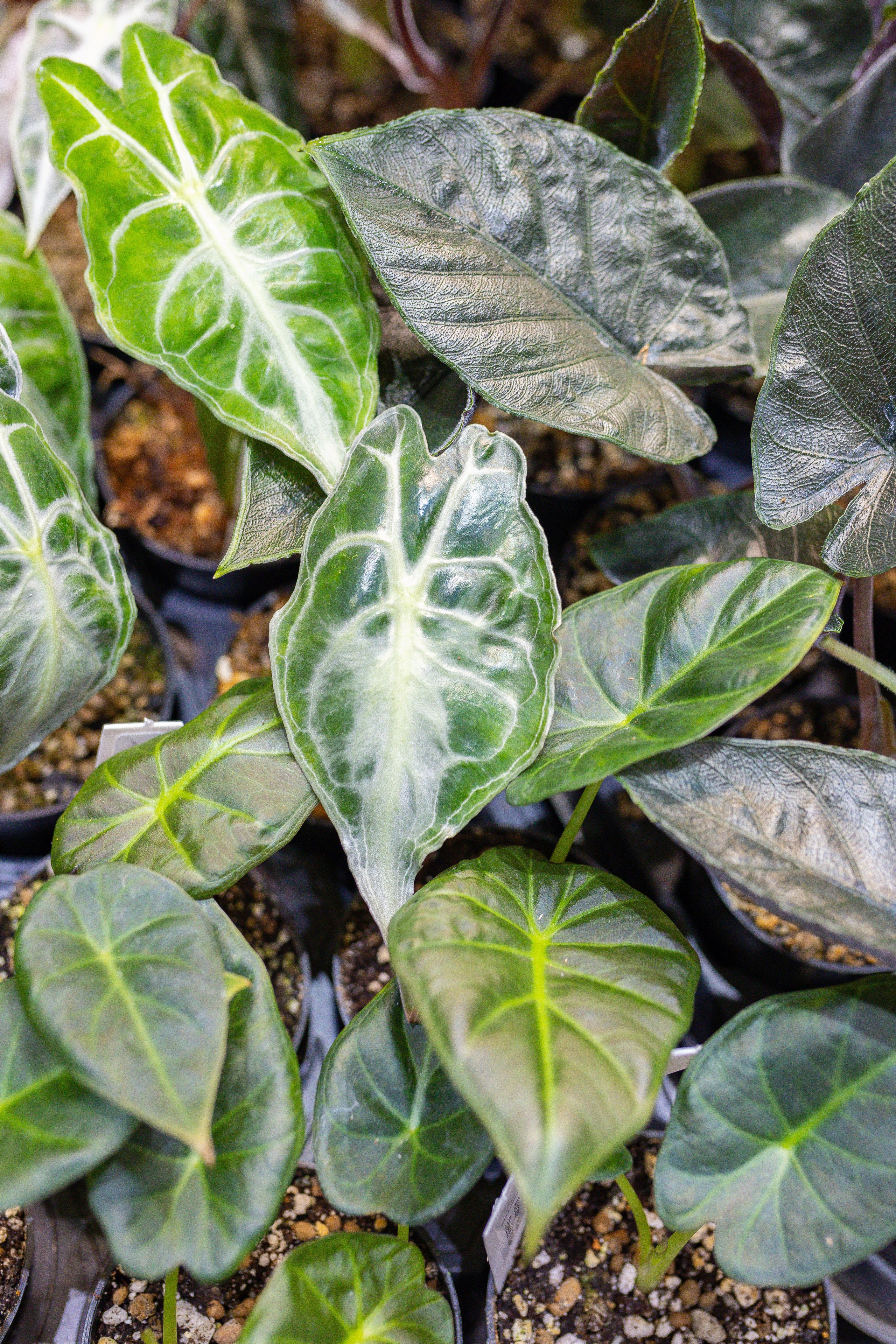 Орхидиум 12.2025. Александра Куликова фотограф, Москва