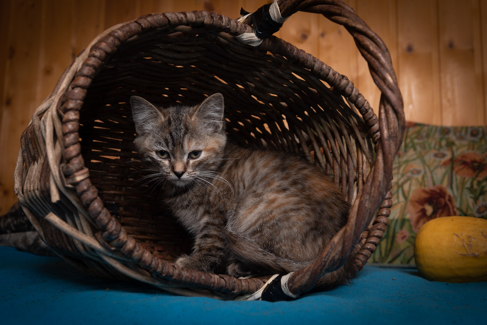 Котострофа. Фотограф Евгений Симохин