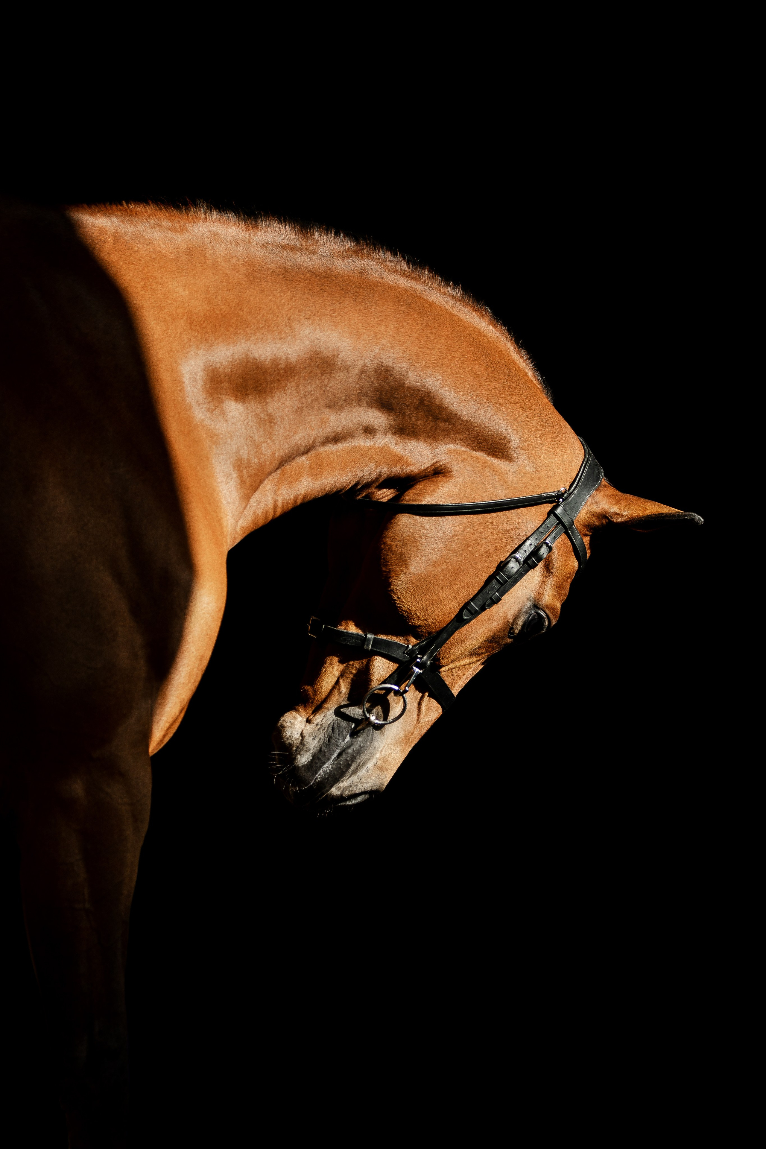 Конные портреты. Veronika Makeeva horse photo