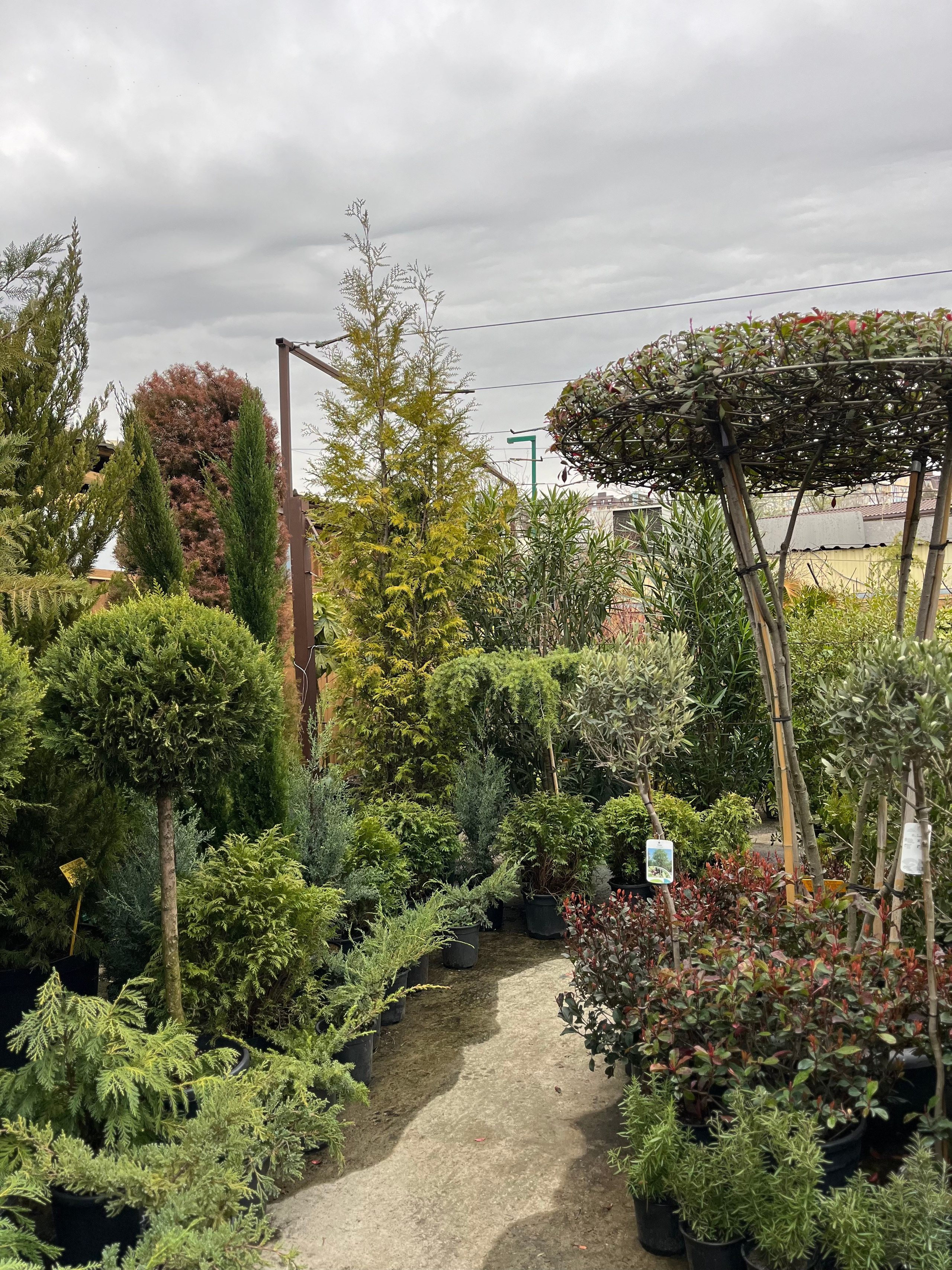 ЛЮБИМЫЕ ЦВЕТЫ