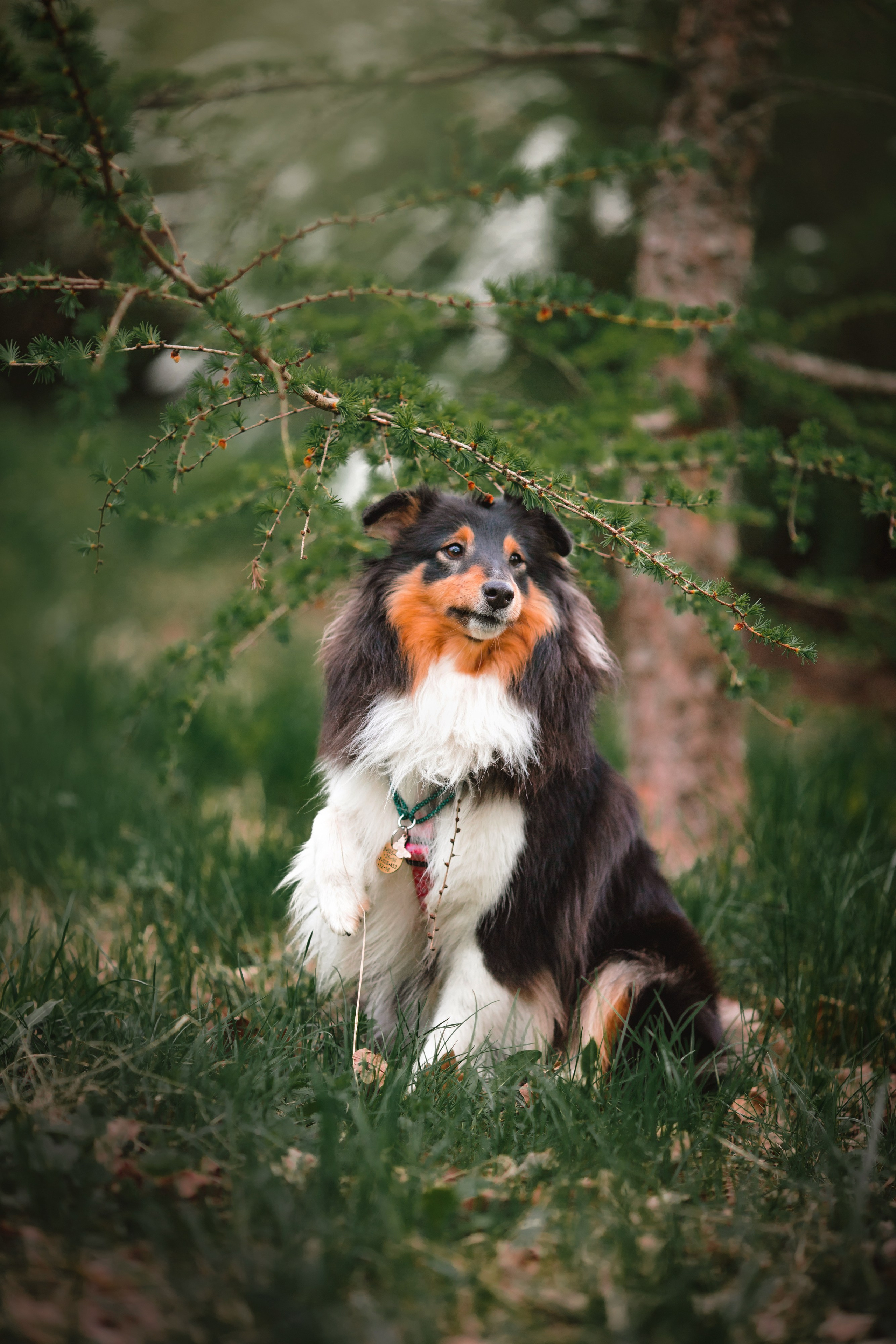 Летти. Художник и Фотограф Тимохина Юлия