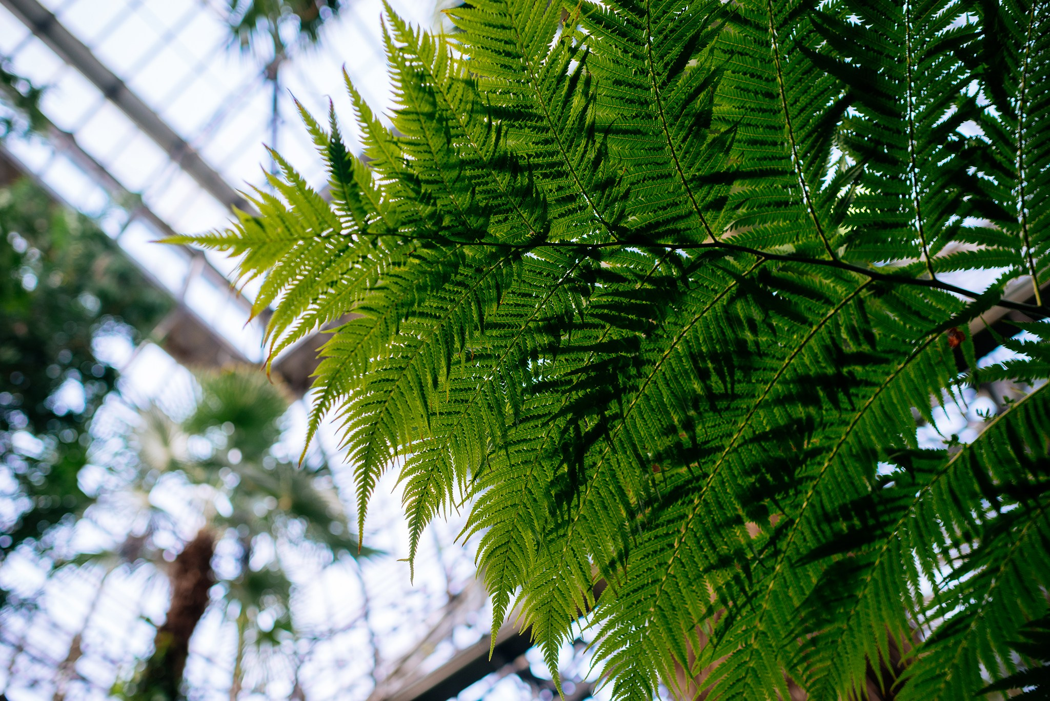 Ботанический сад. Субтропический маршрут. Март 26. Репортажный фотограф в Санкт-Петербурге Анастасия Клёпова
