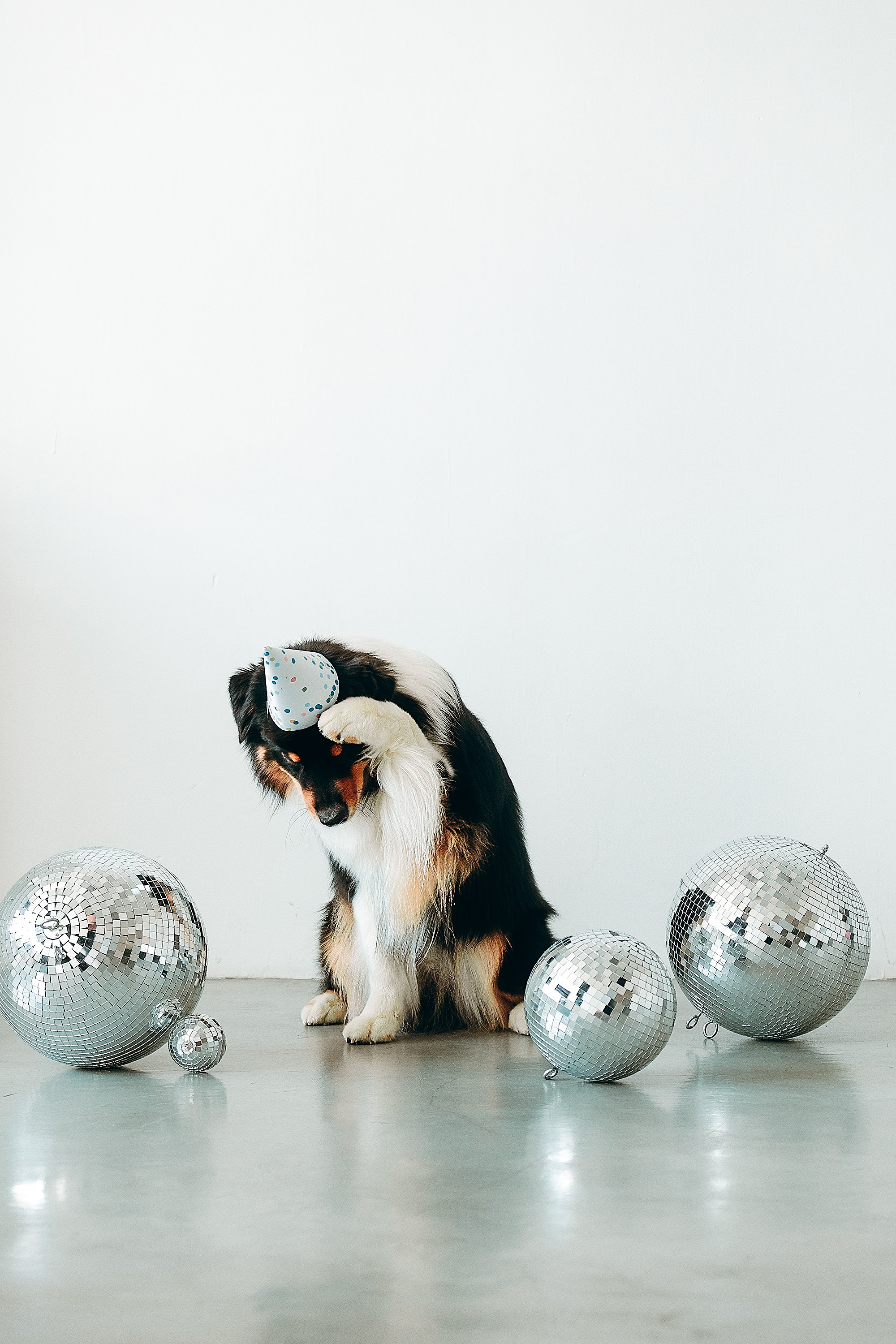 День рождения Рея. Фотограф. Фотограф-анималист. Москва