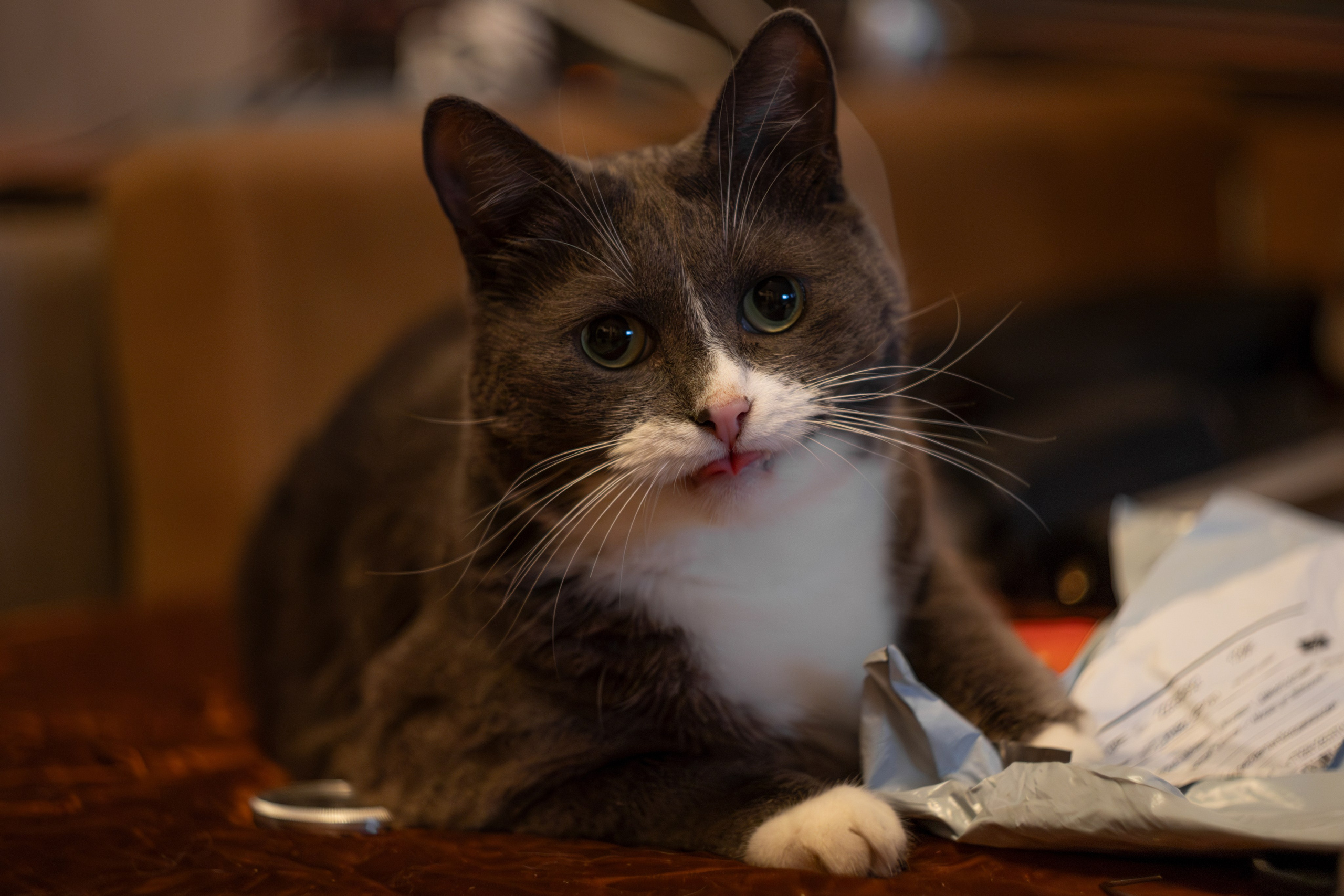 Котики. Photomantis