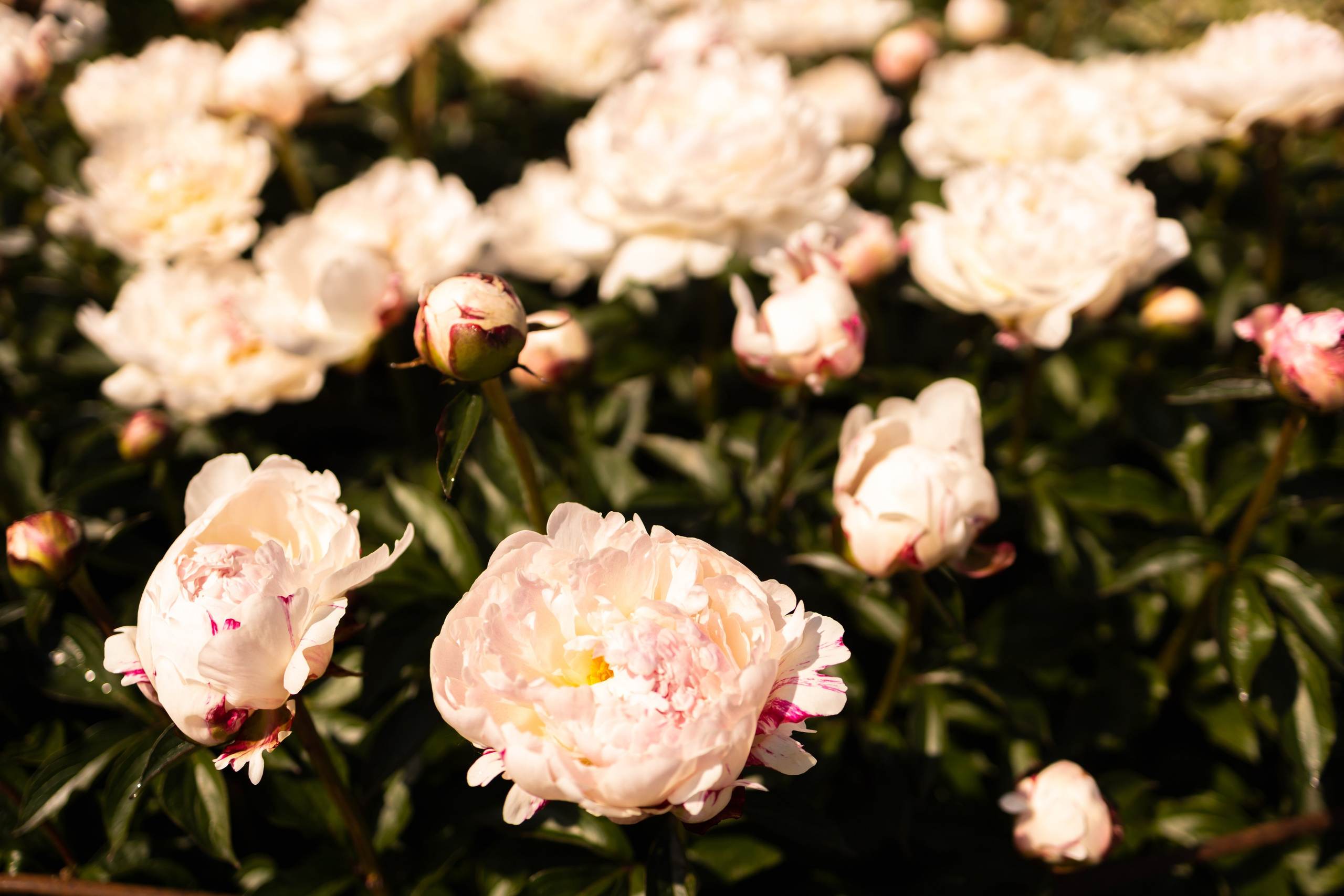 Lydia&Serafima. Семейный и детский фотограф, фотограф беременности, ньюборн в Москве