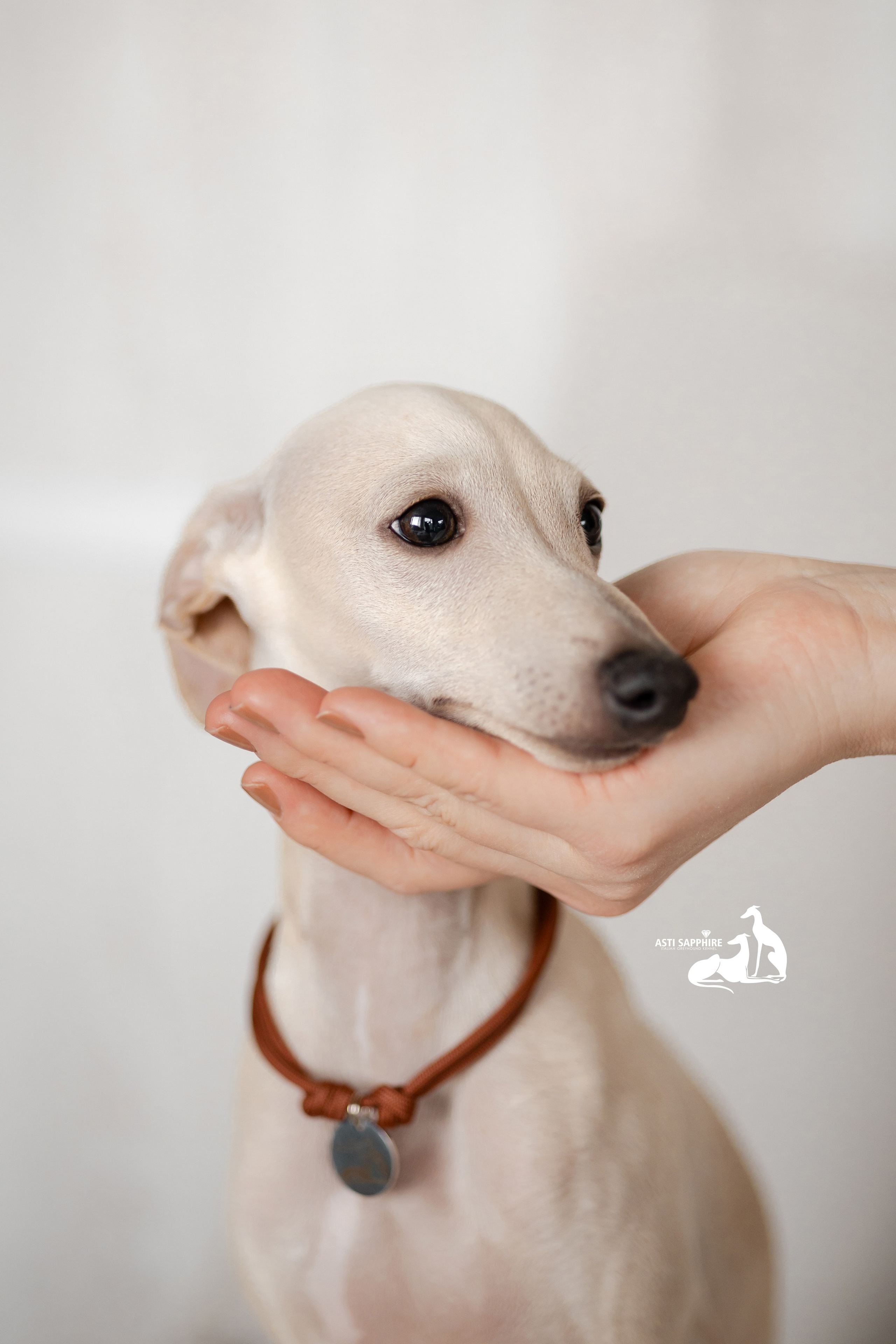 Левретки осенью. Фотограф-анималист в Краснодаре Маша Мельникова
