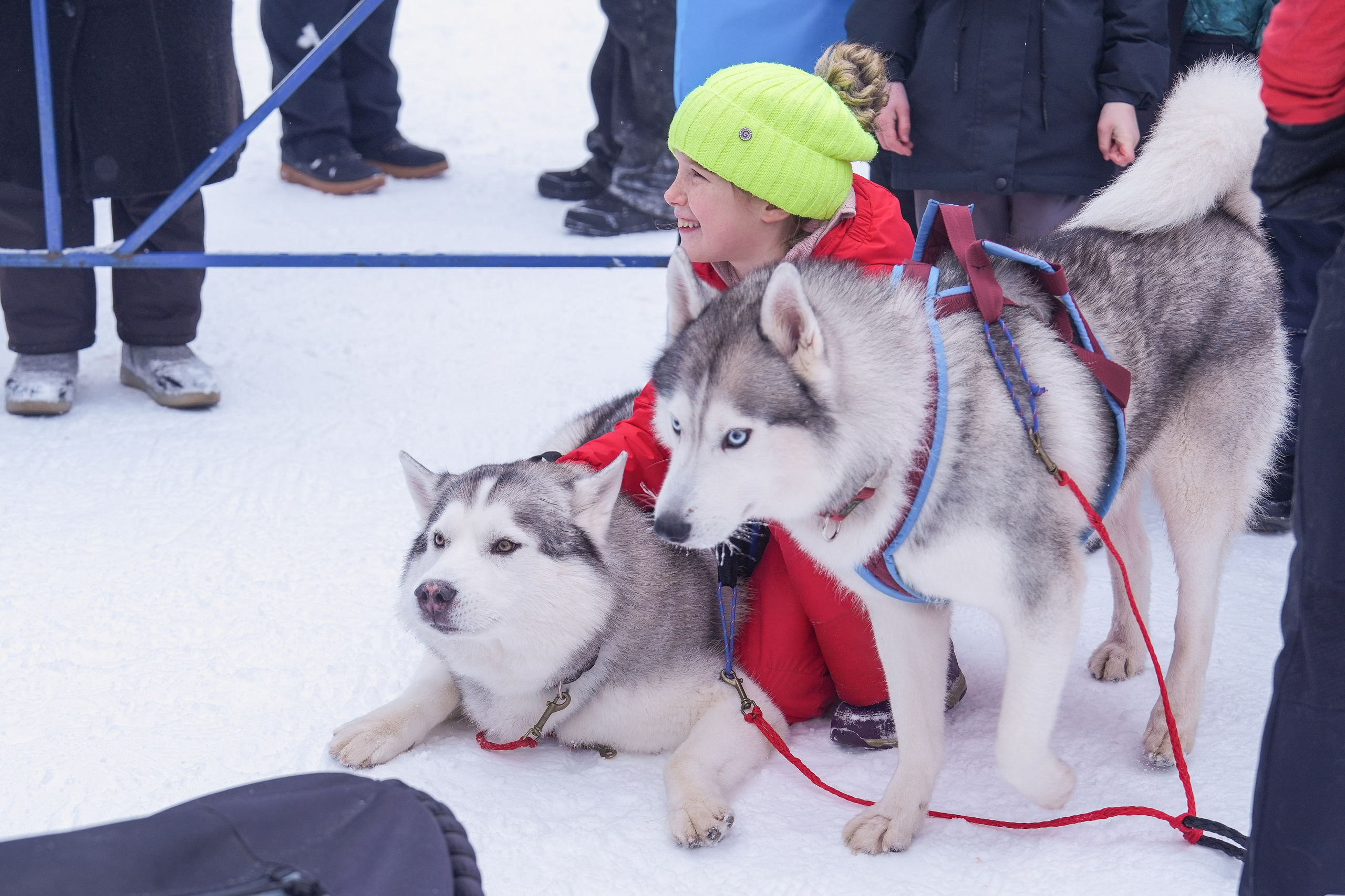 Рождественские гонки на собаках. Т/б «Чайка». Семейный фотограф Владимир Просвиркин. г. Самара