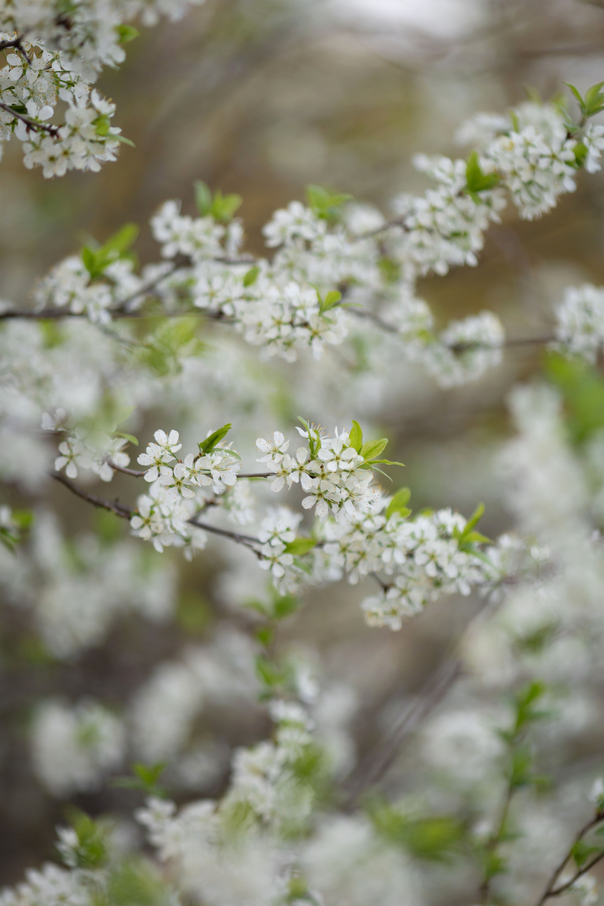 Марина цветение. Семейный и детский фотограф Анна Петракова